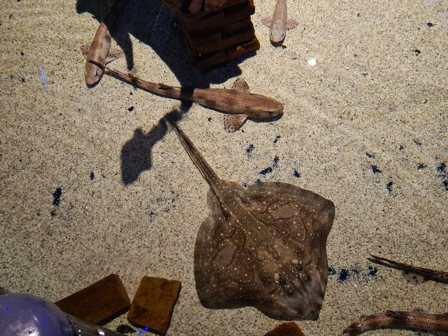 Shark tank - Undulate ray, Nursehound