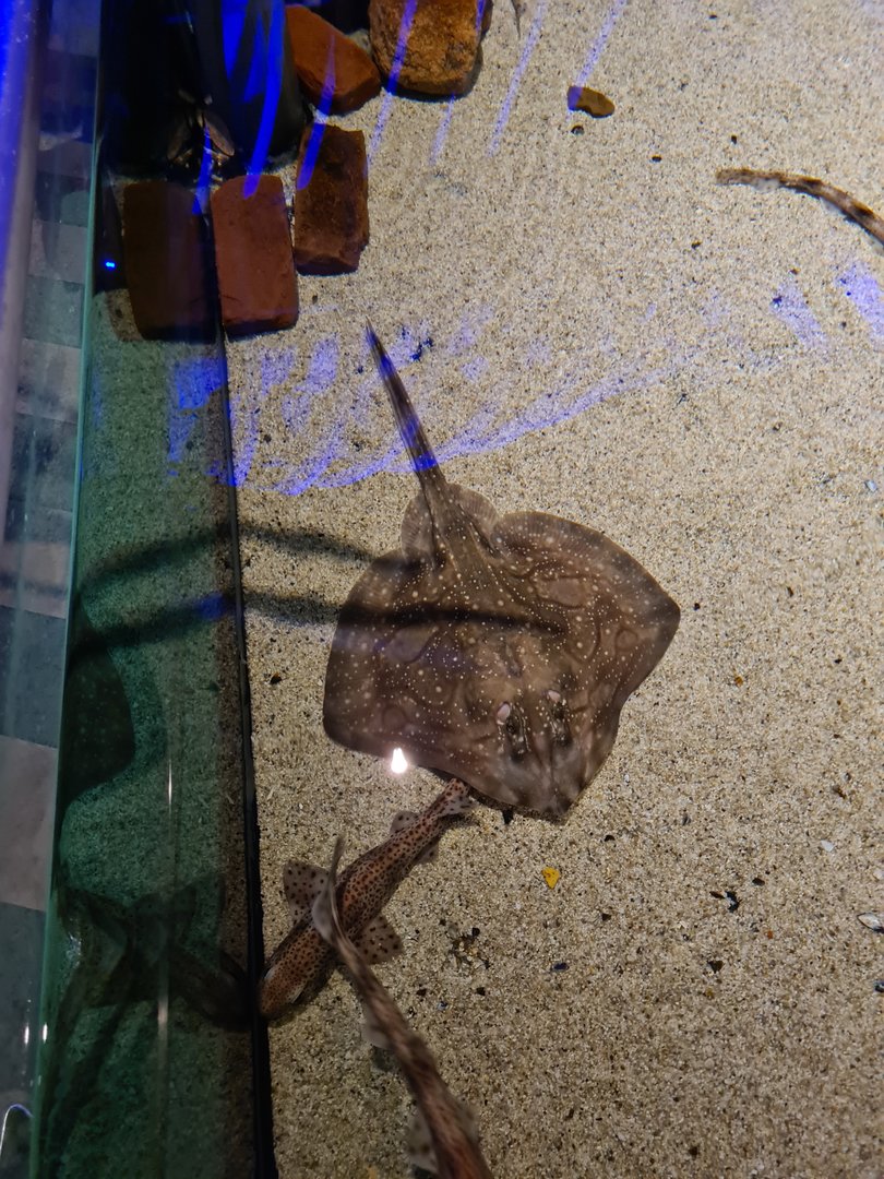 Shark tank - Undulate ray