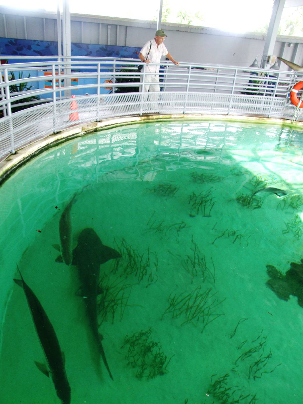 Shark Tank Upper Viewing at Mote, 07/10/13