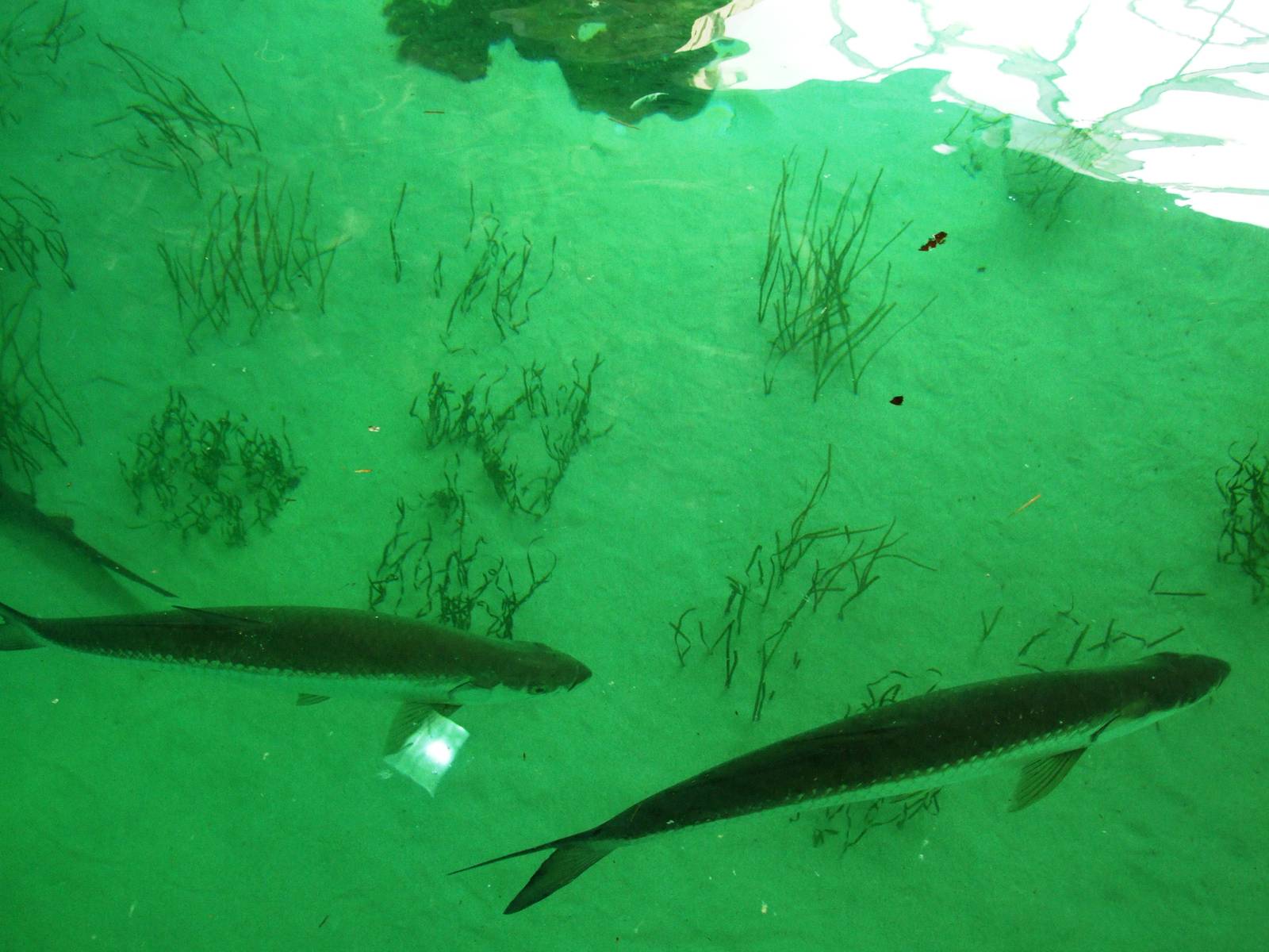 Shark Tank Upper Viewing at Mote, 07/10/13