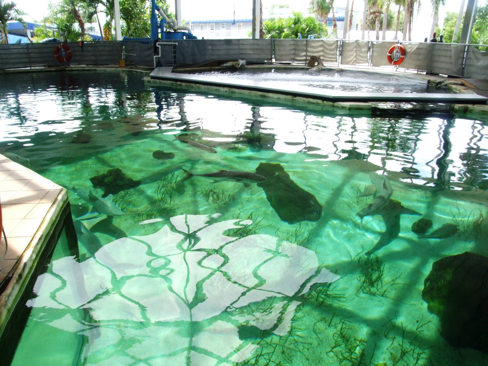 Shark Tank Upper Viewing at Mote, 07/10/13