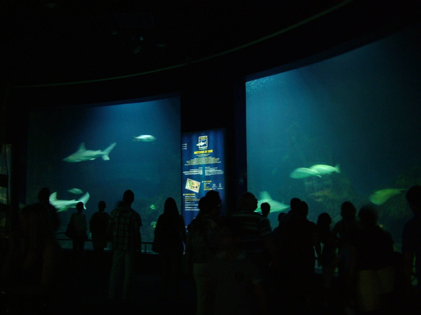 Shark Tank Viewing at Oceanografic, 29/05/11