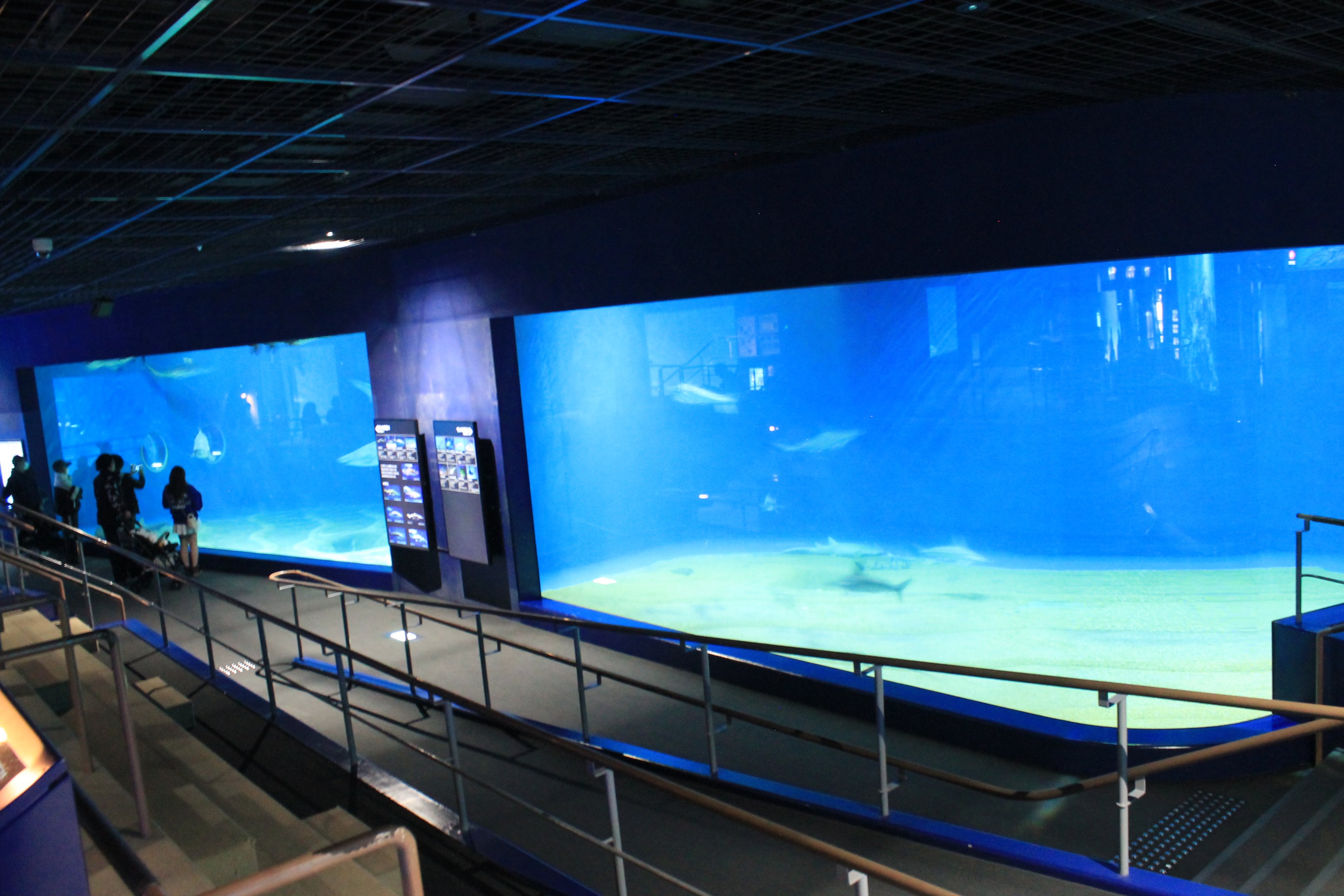 shark tanks