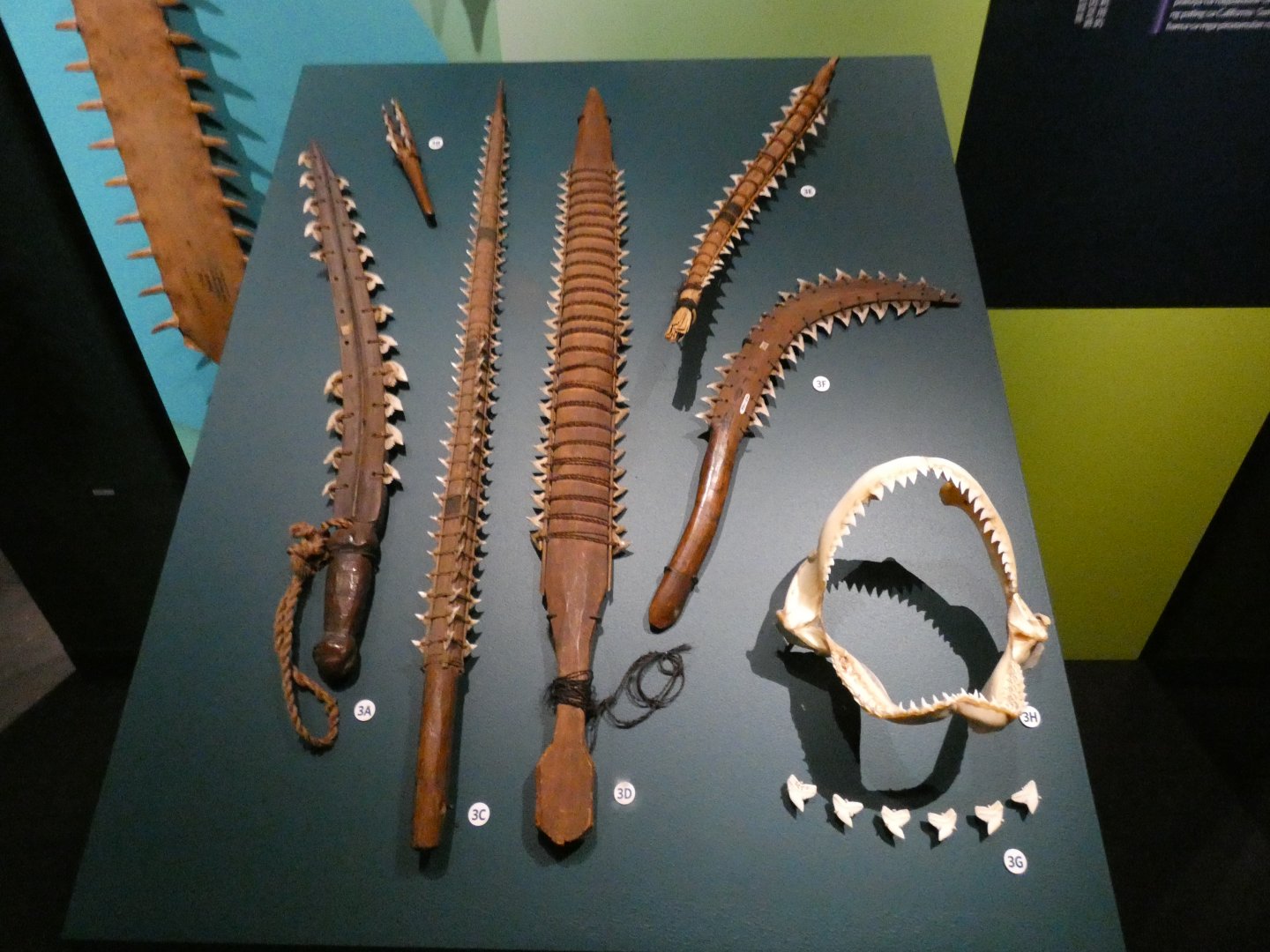 Shark tooth specimens