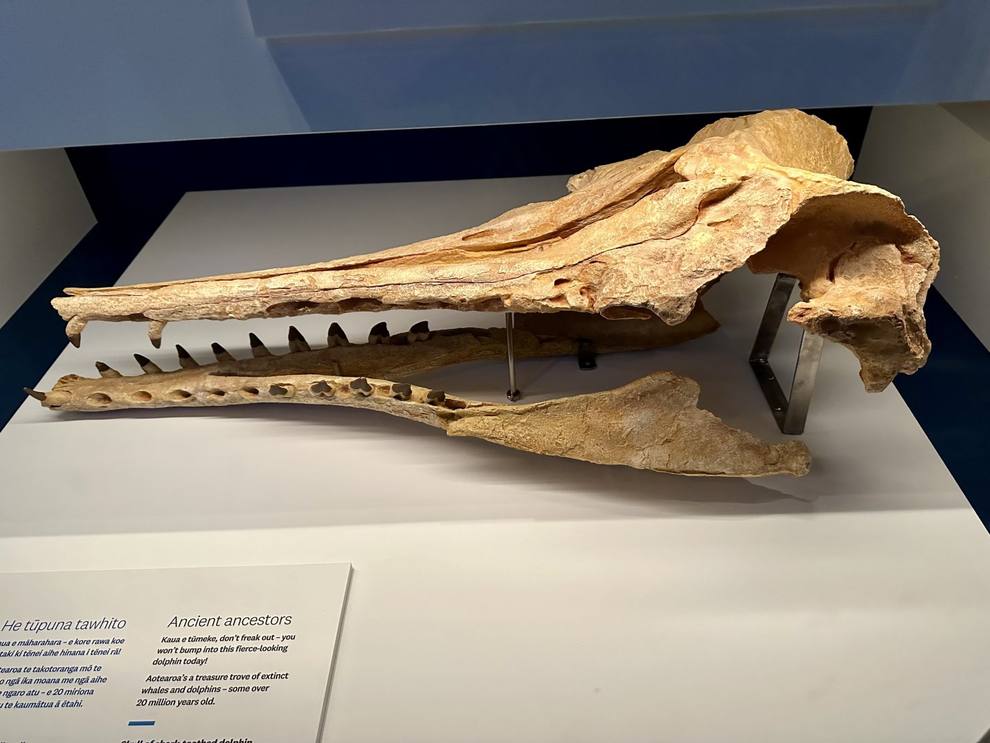 Shark-toothed Dolphin (Skull) - Model