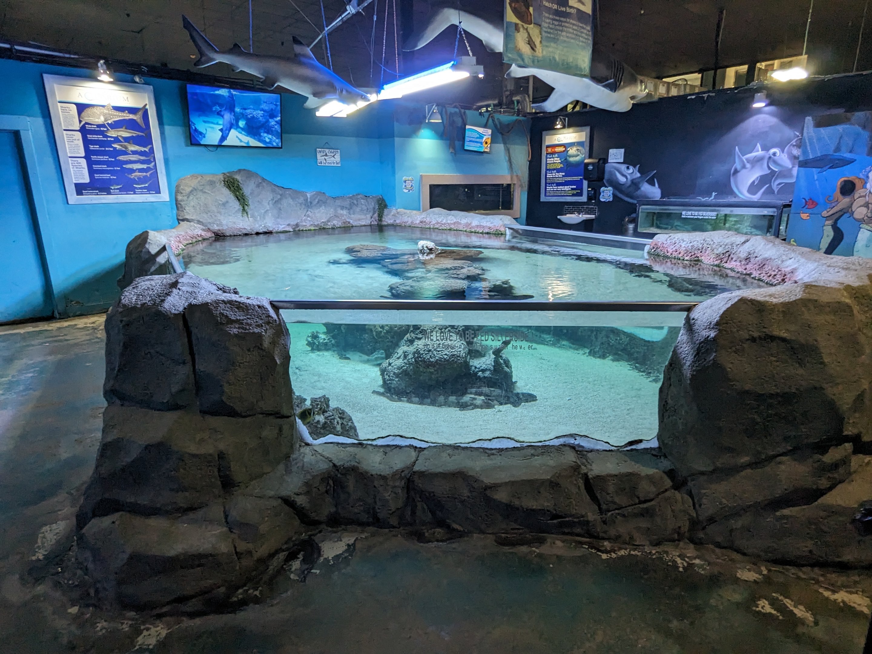 Shark touch tank (bamboo sharks)