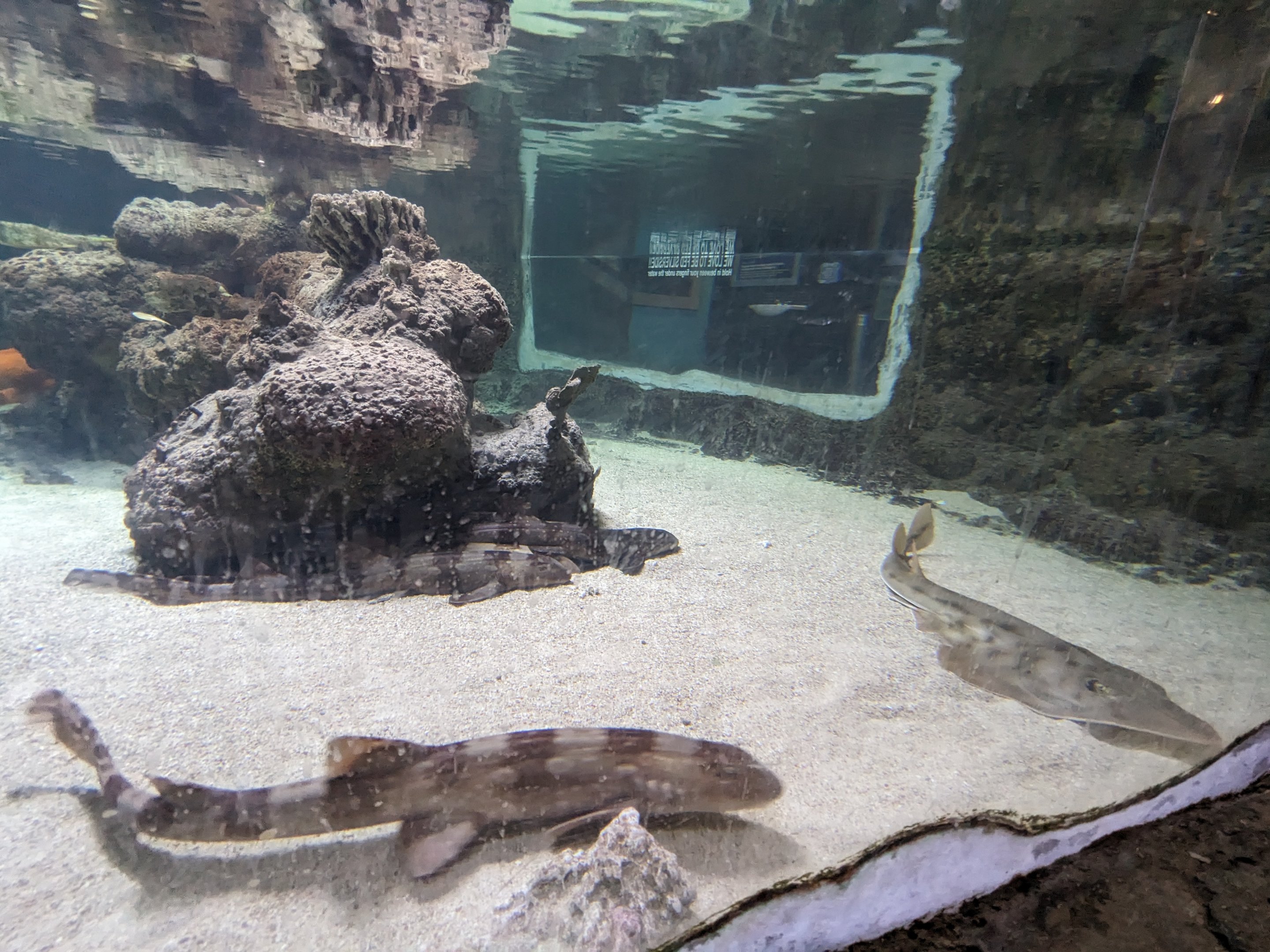 Shark touch tank (bamboo sharks)