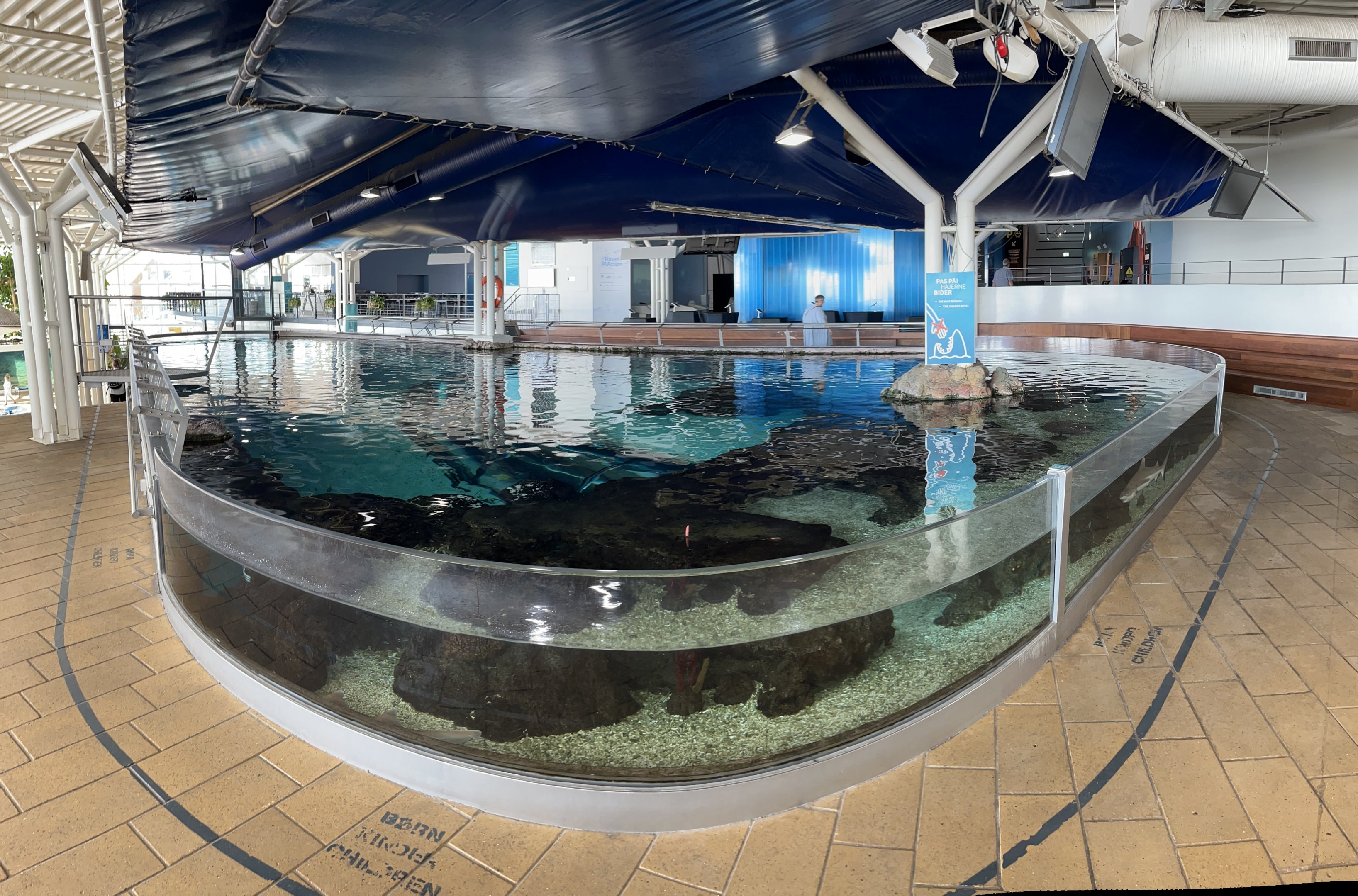 Shark “Touch Tank”