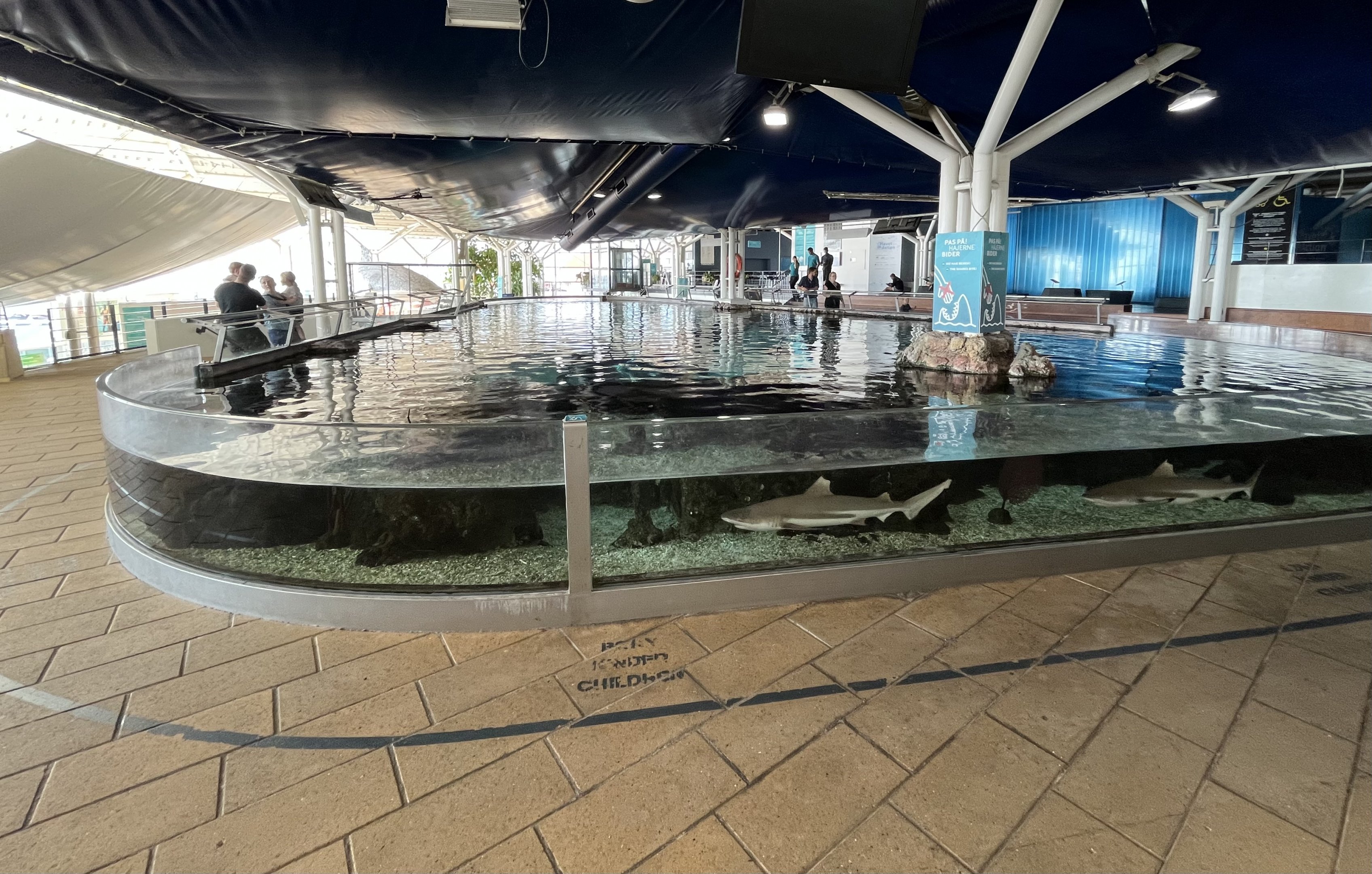 Shark “Touch Tank”