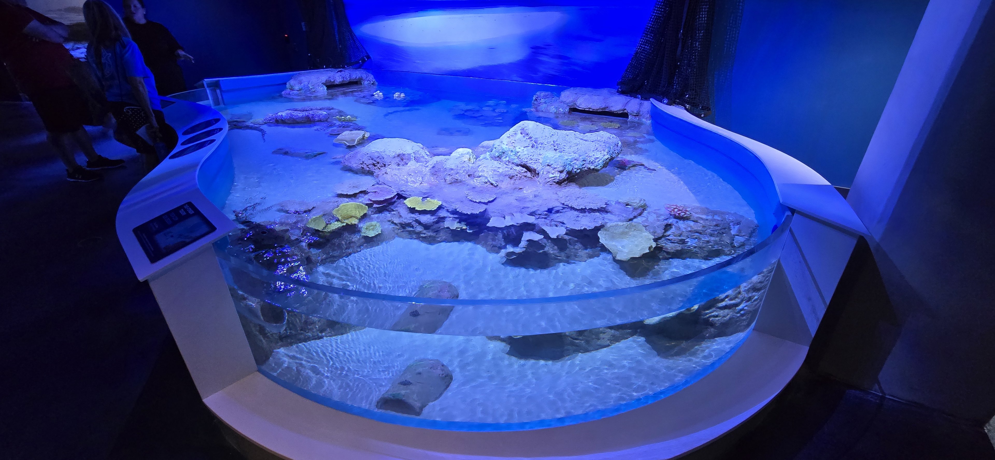 Shark touch tank
