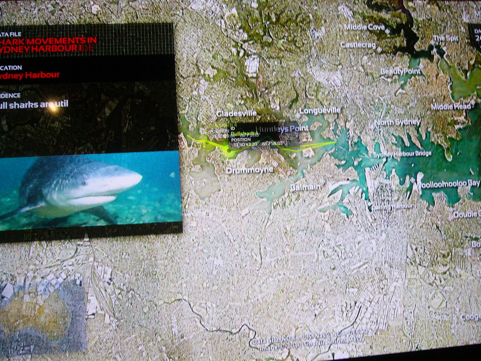 Shark Tracker Display