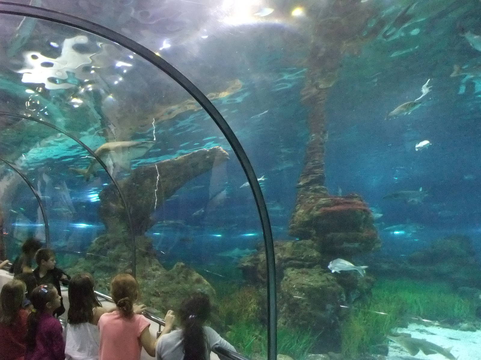 Shark Tunnel at Barcelona Aquarium, 31/05/11