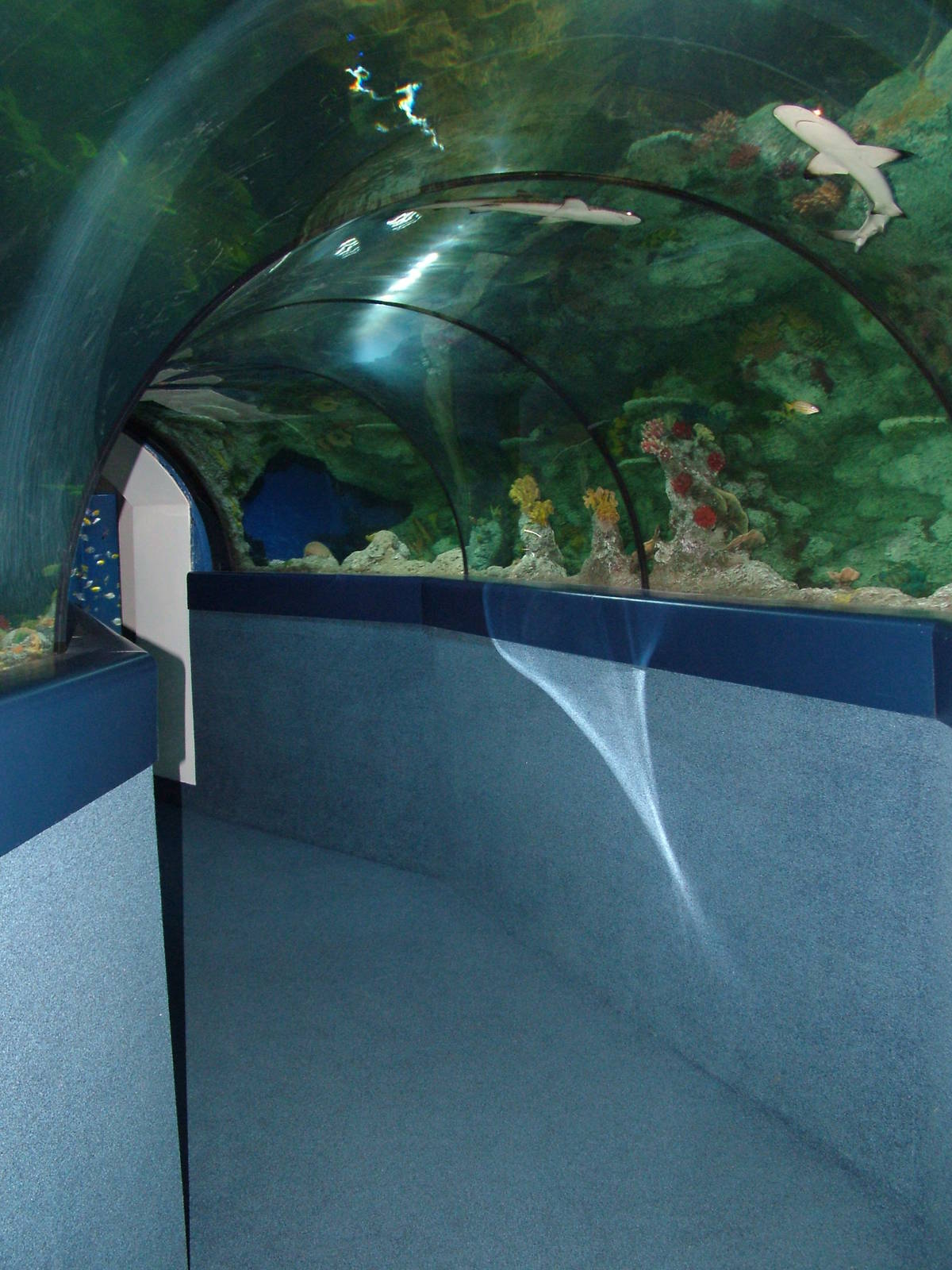 Shark tunnel at Blue Reef Bristol 19/12/09