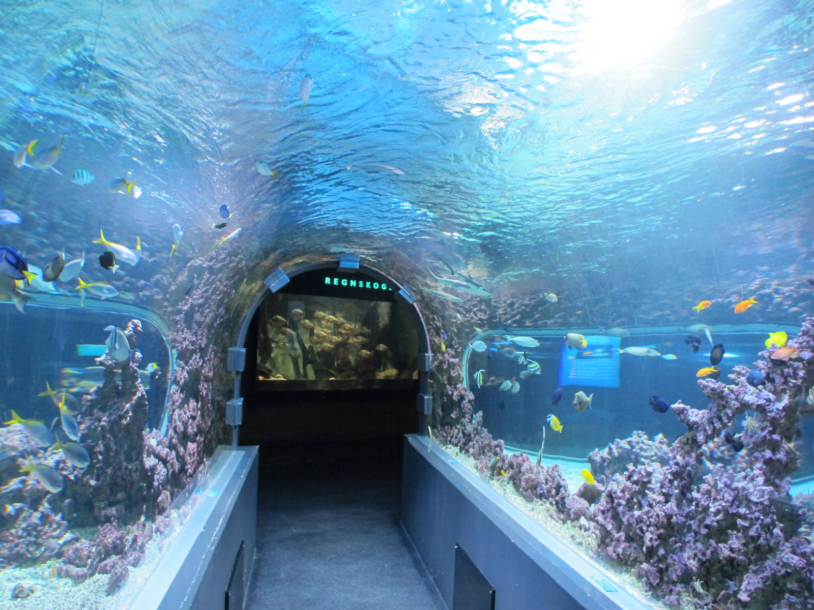 Shark Tunnel - Bergen Akvariet 2012