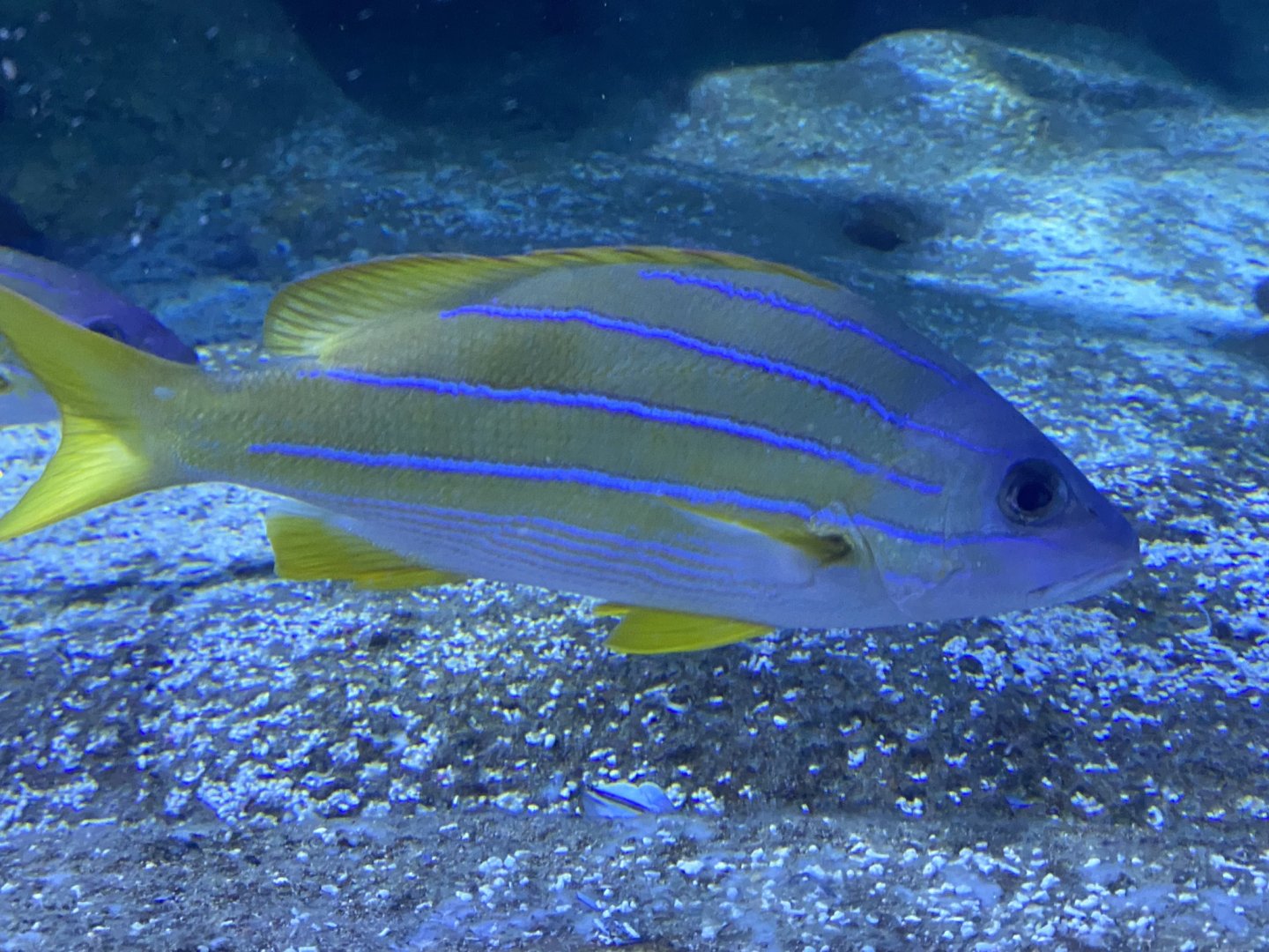 Shark Tunnel - Bluestriped grunt 251123