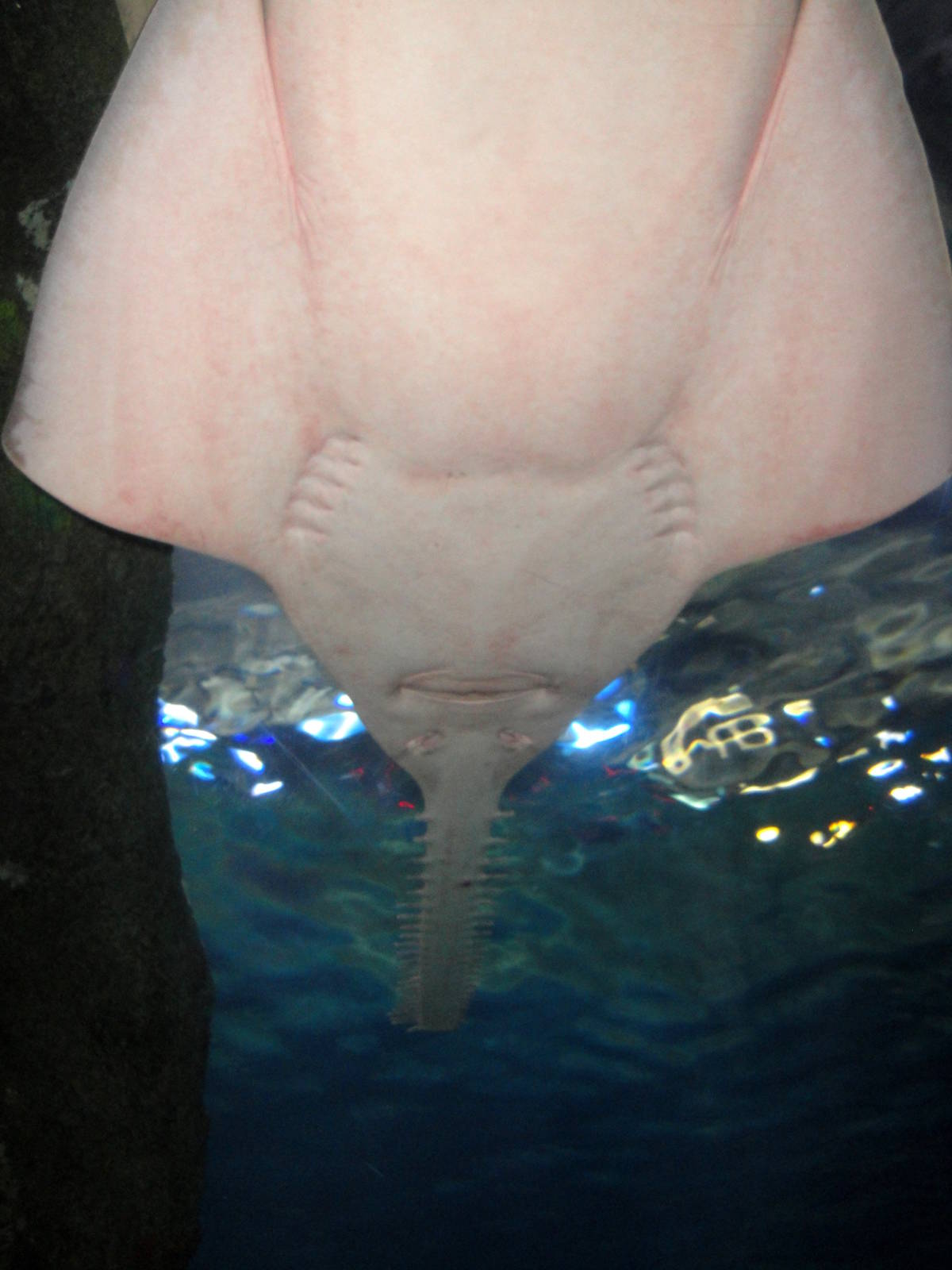Shark Tunnel - Green Sawfish