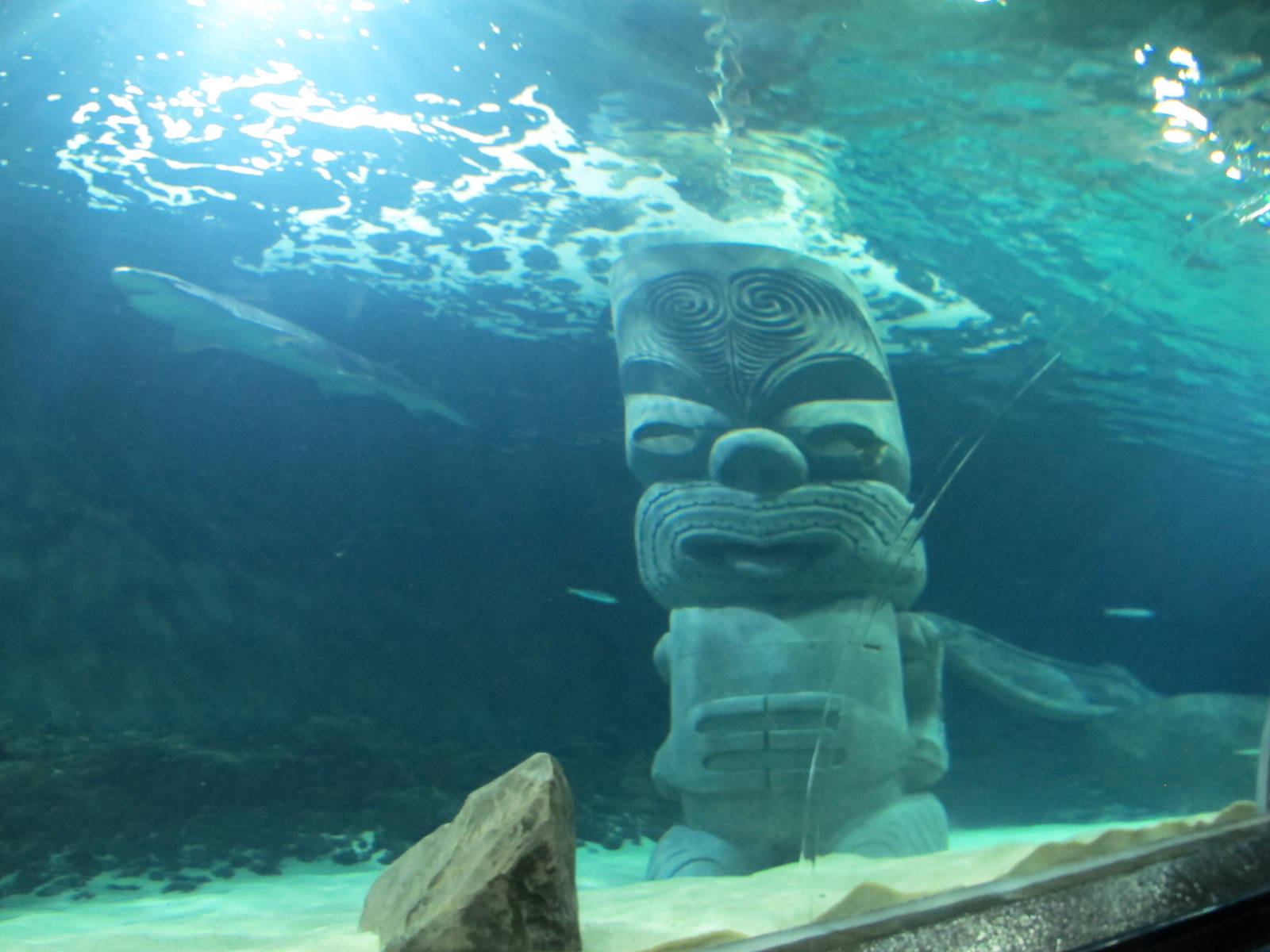 Shark Tunnel Head - Kelly Tarlton's 2012