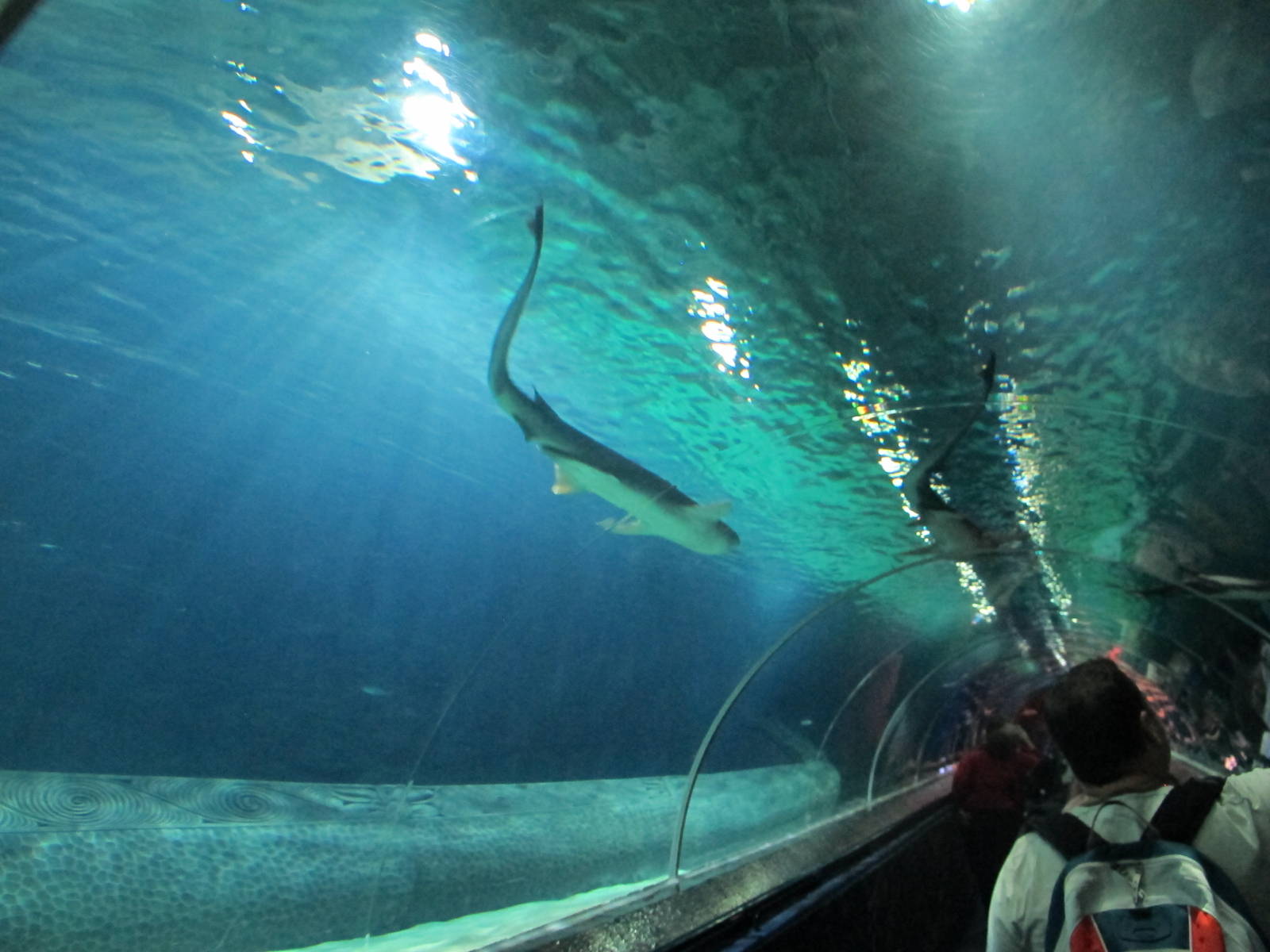 Shark Tunnel - Kelly Tarlton's 2012