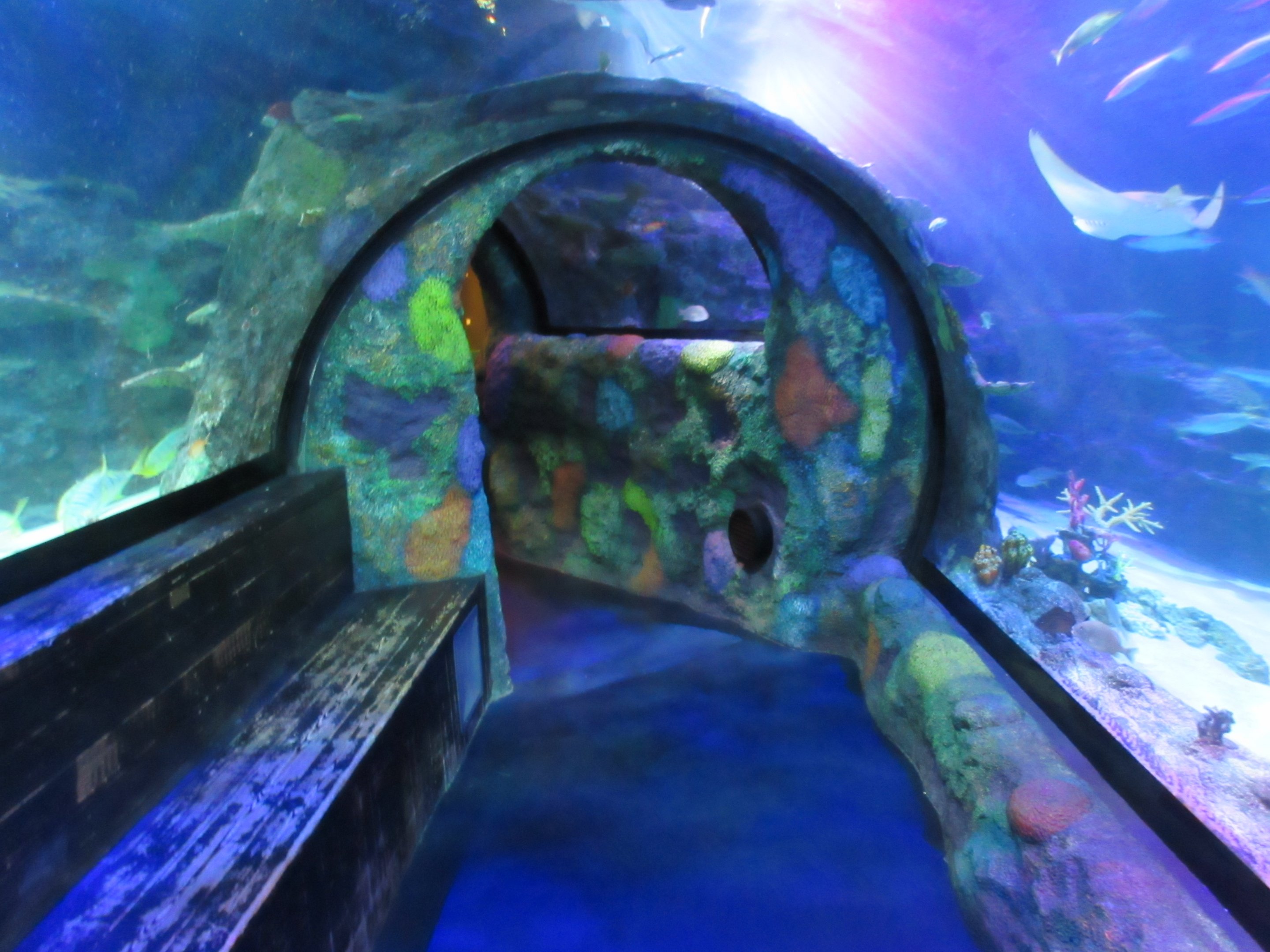 Shark Tunnel - Main Tank