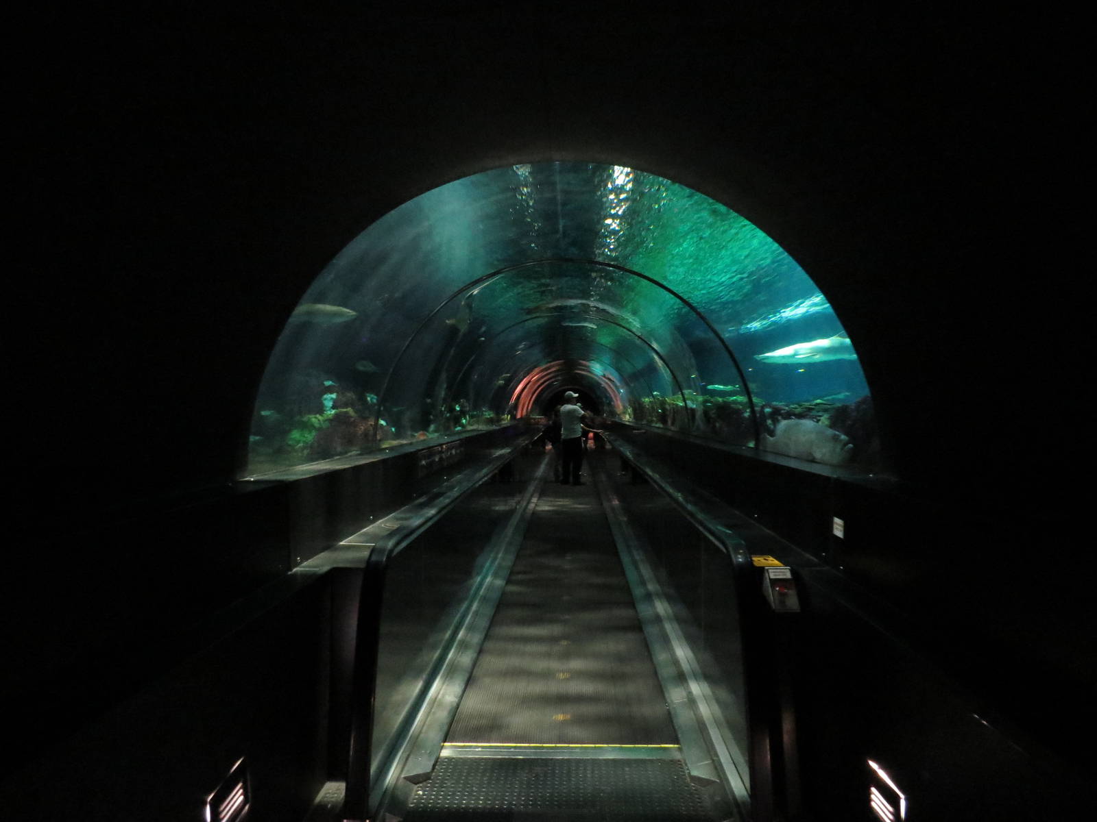 Shark tunnel, March 2015
