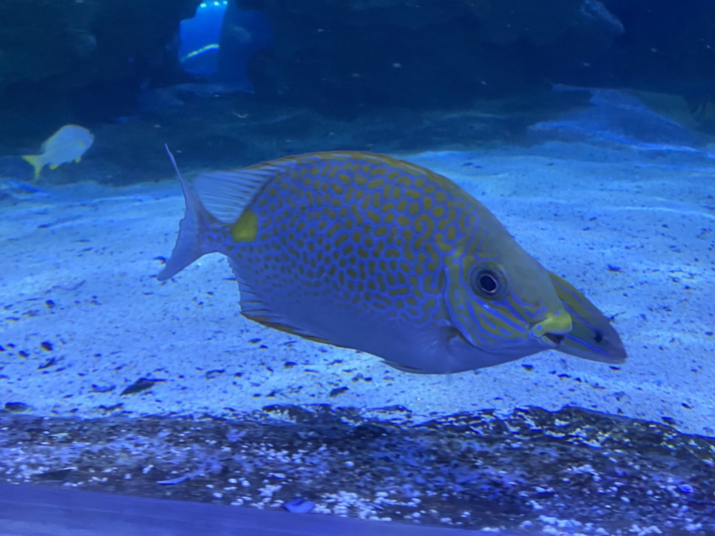 Shark Tunnel - Orange-spotted spinefoot 251123