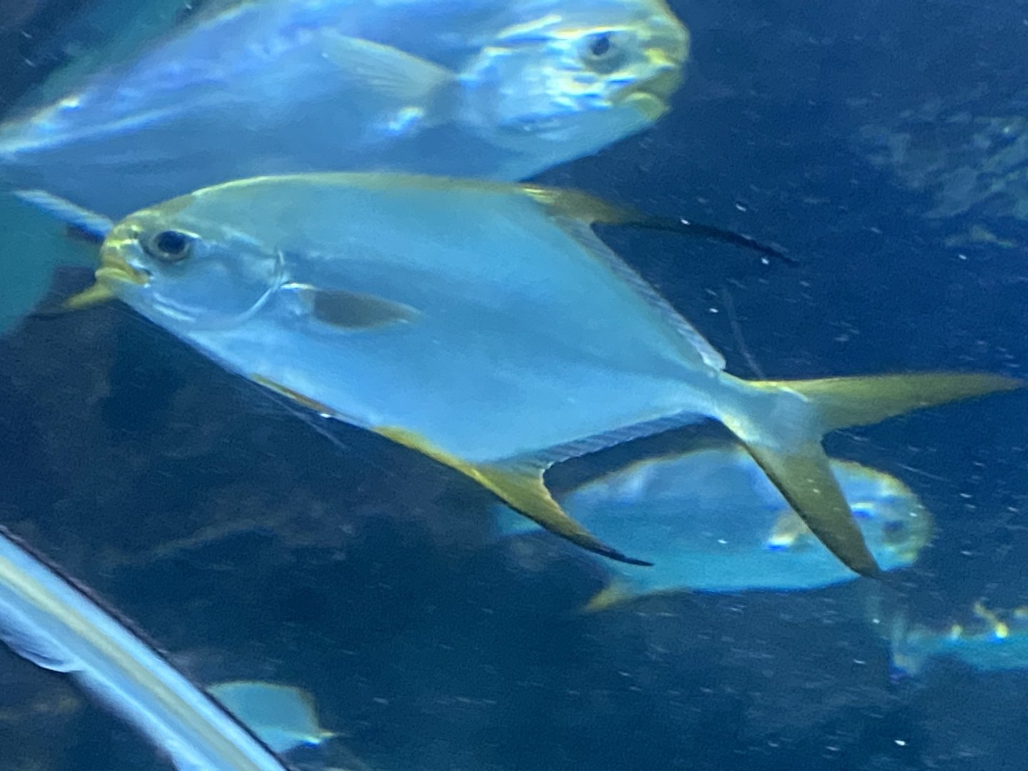 Shark Tunnel - Palometa 251123