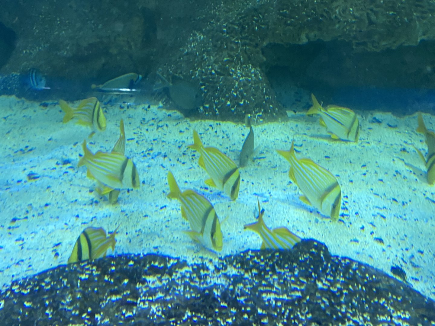 Shark Tunnel - Porkfish, Sergeant Major, Emperor Angelfish and Surgeonfish sp. 251123