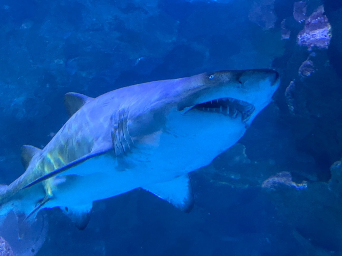 Shark Tunnel - Sand tiger shark 251123
