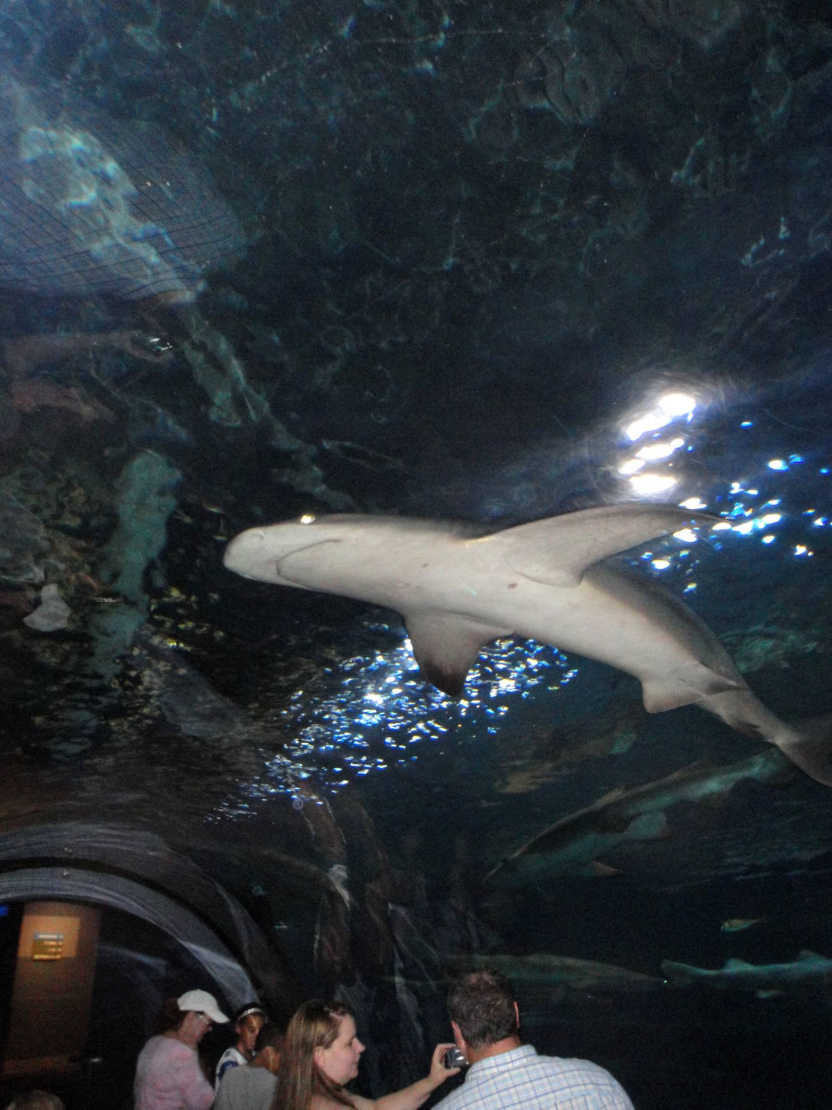 Shark Tunnel - Sandbar Shark