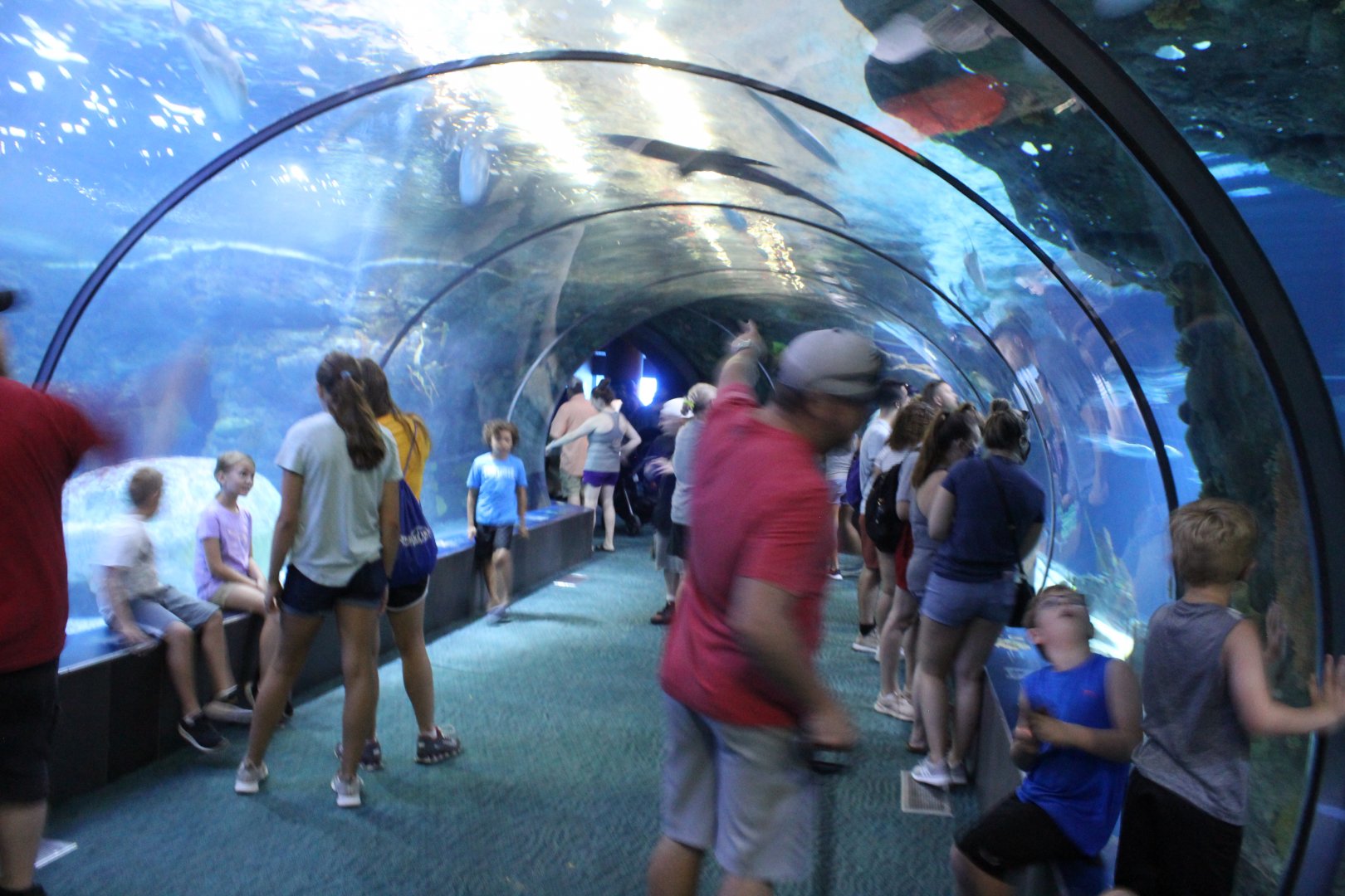 Shark Tunnel - Scott Aquarium