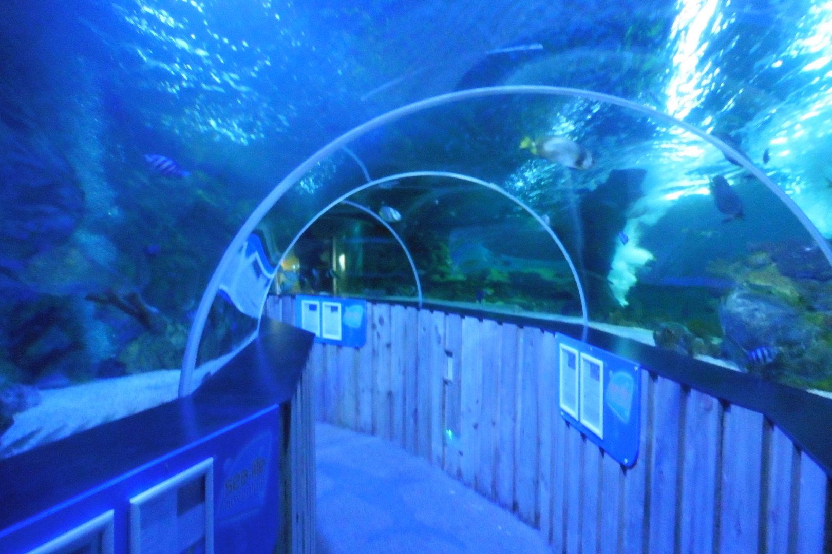Shark Tunnel -seaLife Adventures