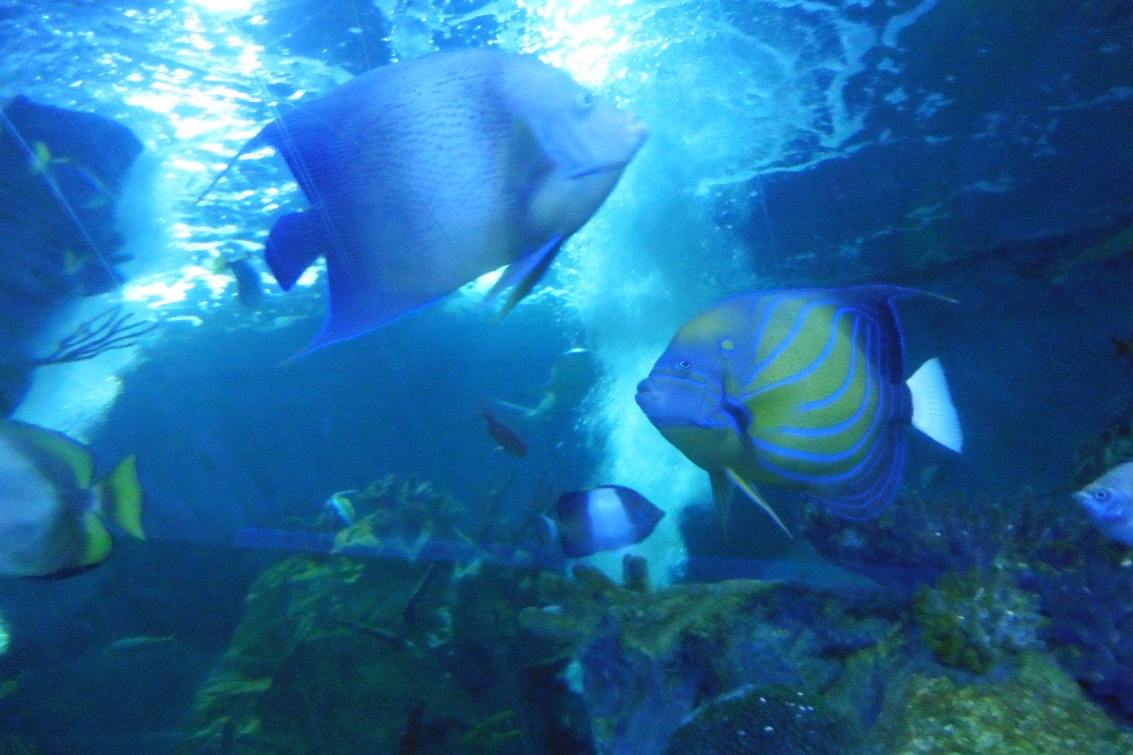 Shark Tunnel -seaLife Adventures