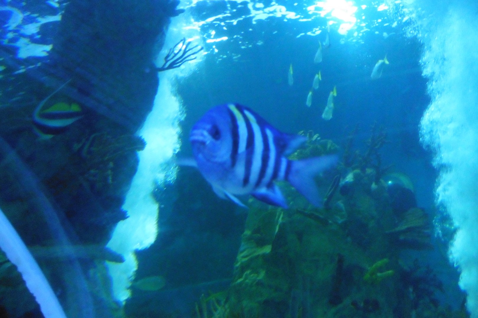 Shark Tunnel -seaLife Adventures