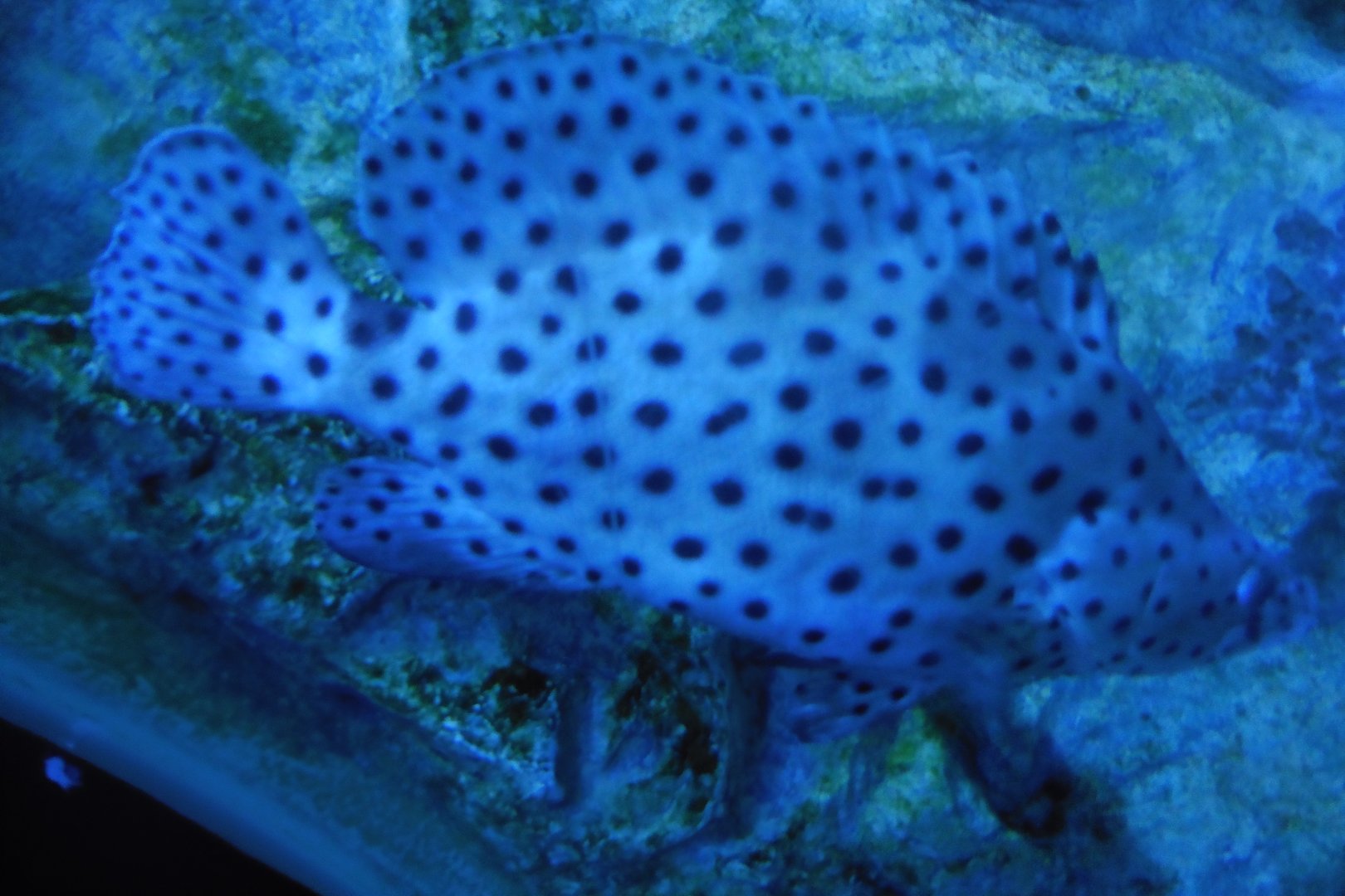 Shark Tunnel -seaLife Adventures