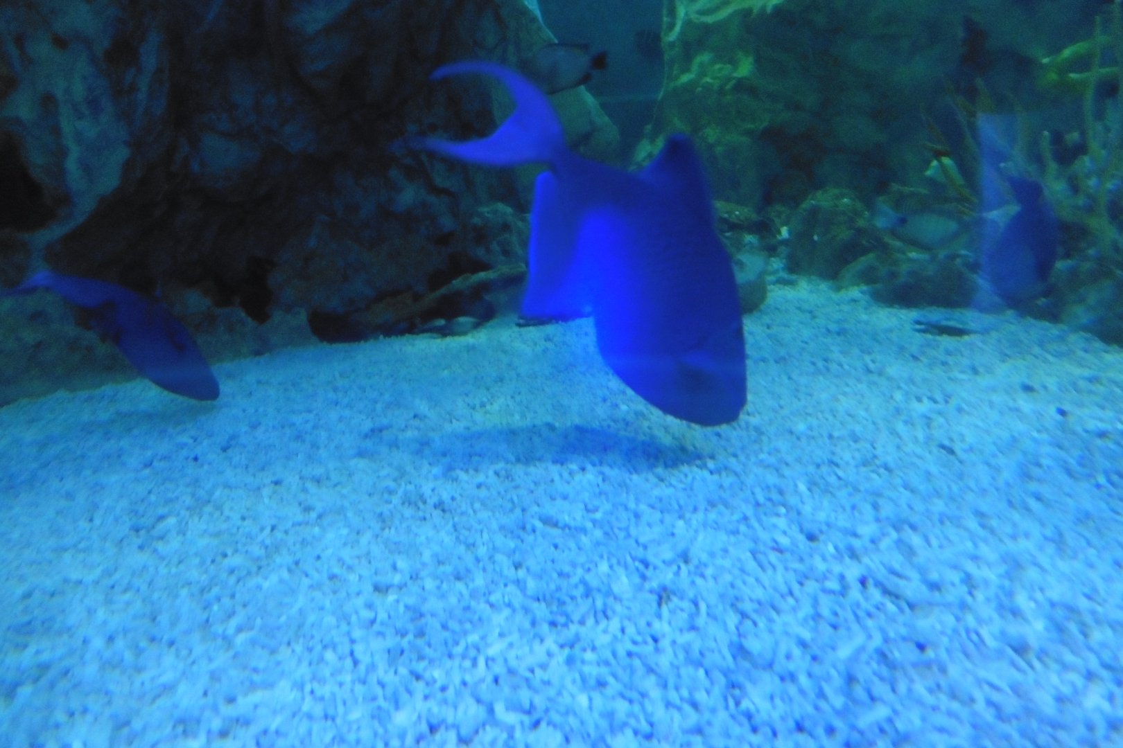 Shark Tunnel -seaLife Adventures