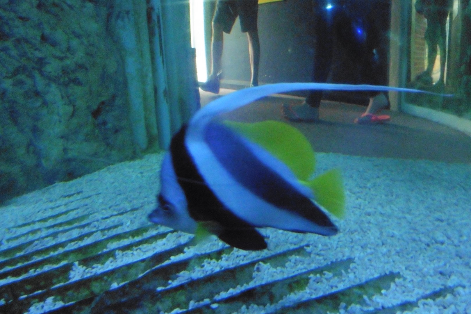 Shark Tunnel -SeaLife Adventures