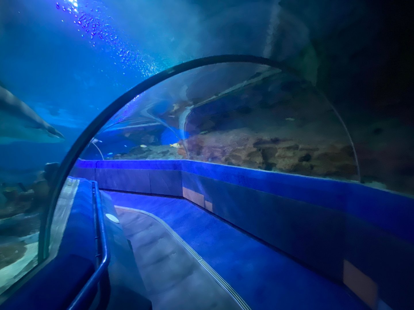 Shark Tunnel with travelator 251123