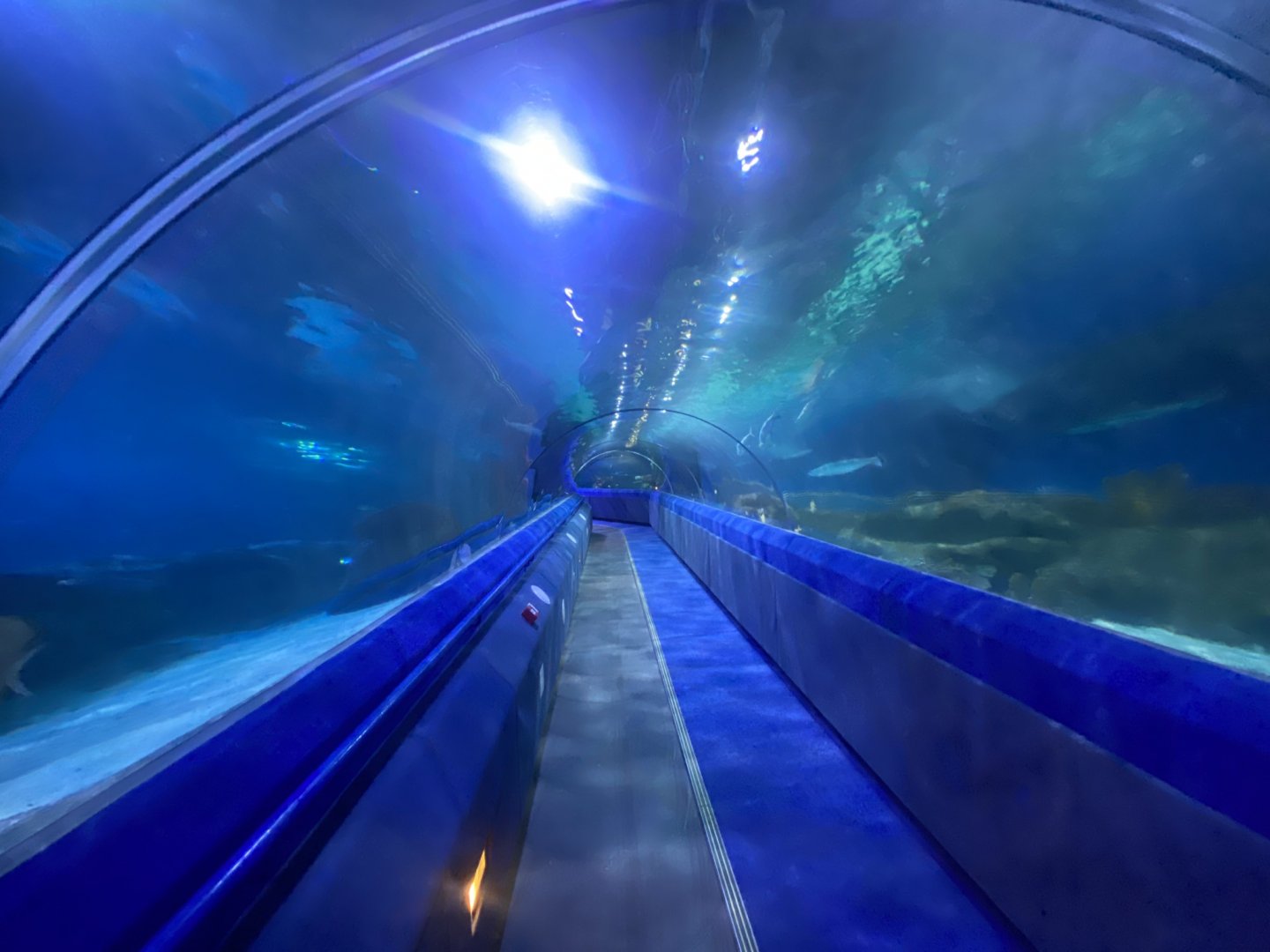 Shark Tunnel with travelator 251123