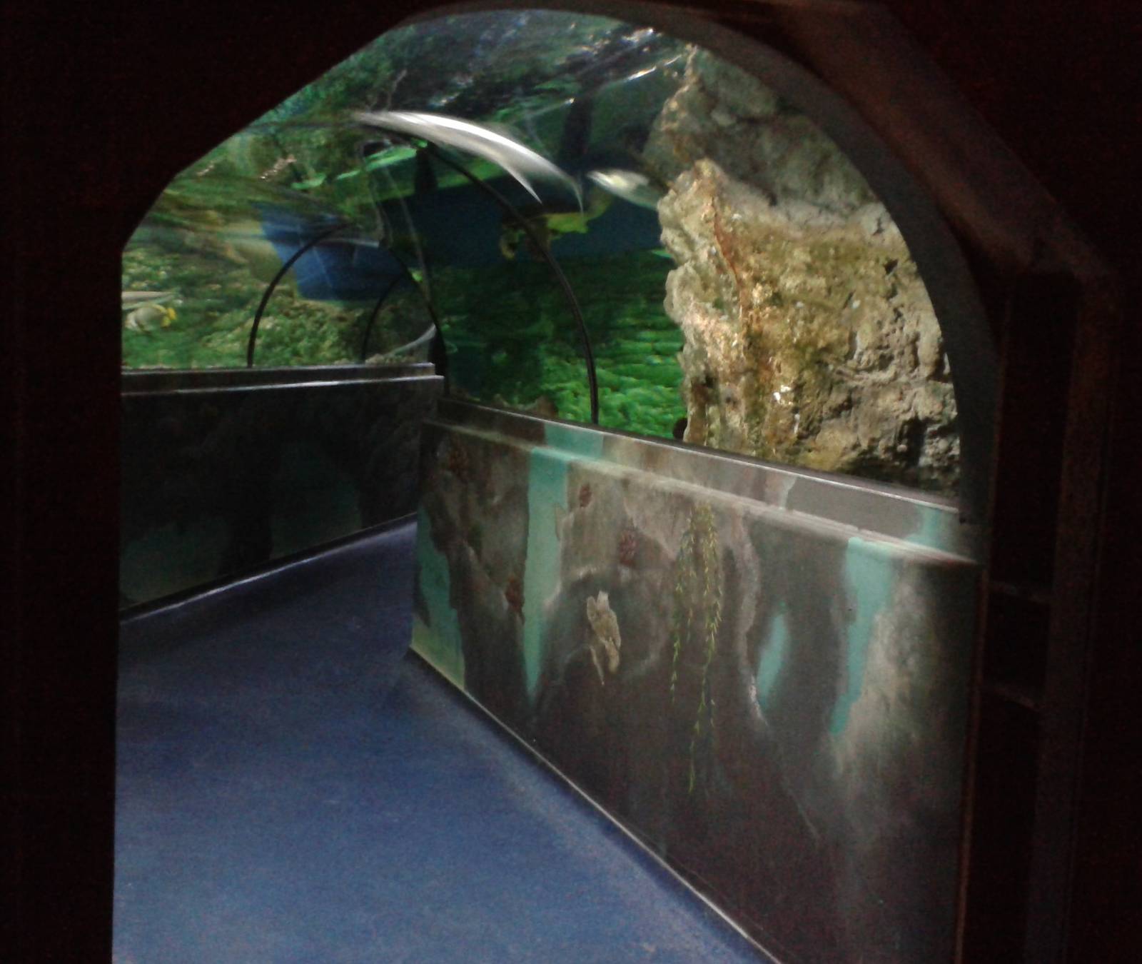 Shark tunnel