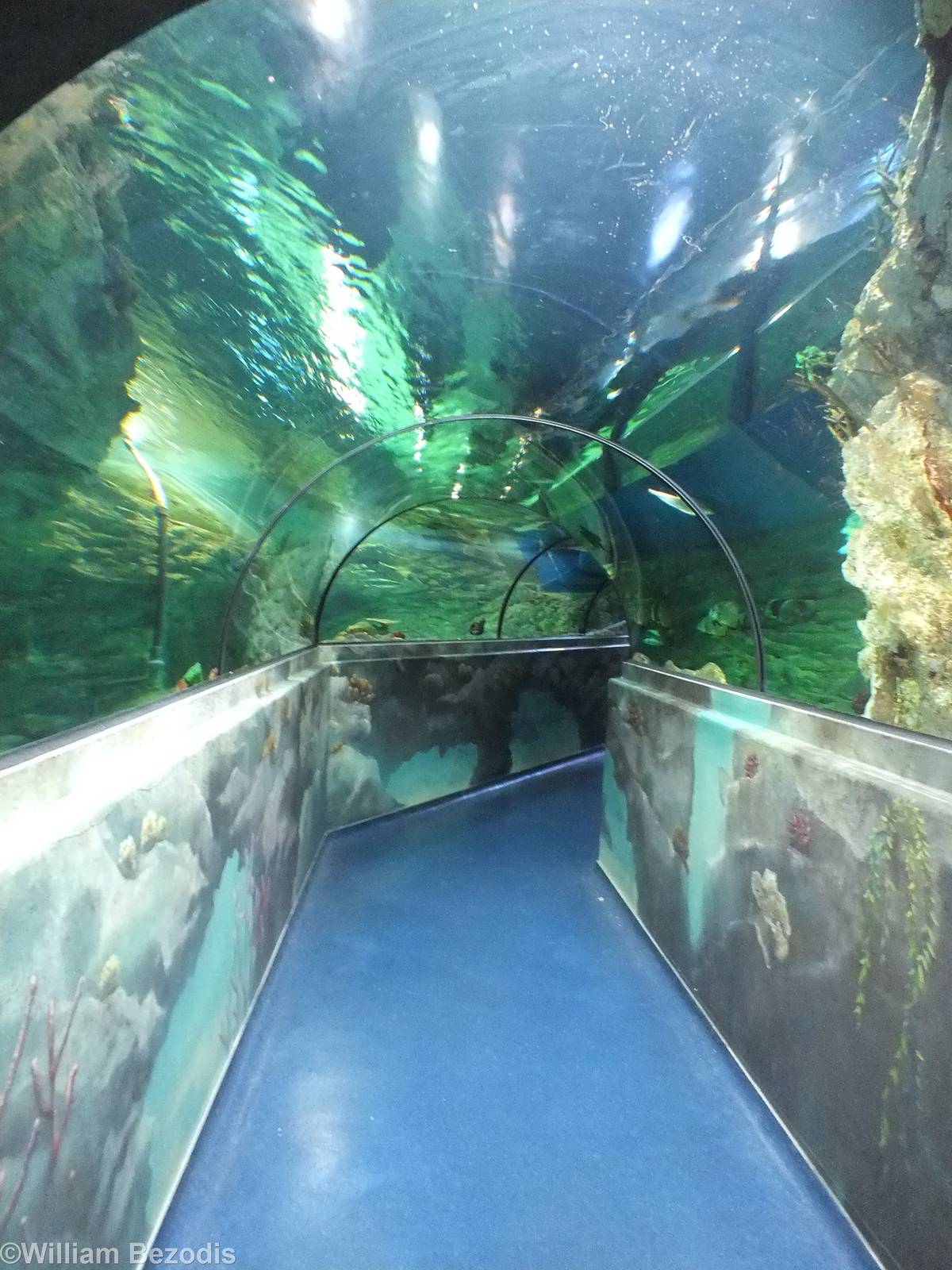 Shark Tunnel