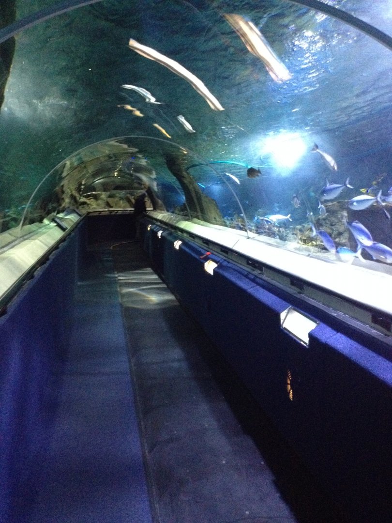Shark Tunnel