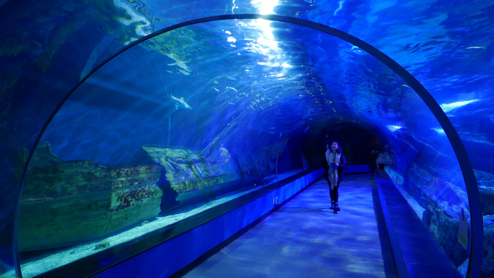 Shark Tunnel