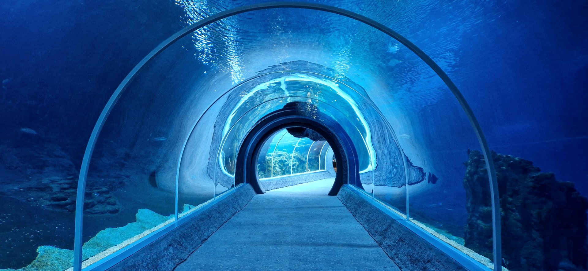 Shark tunnel