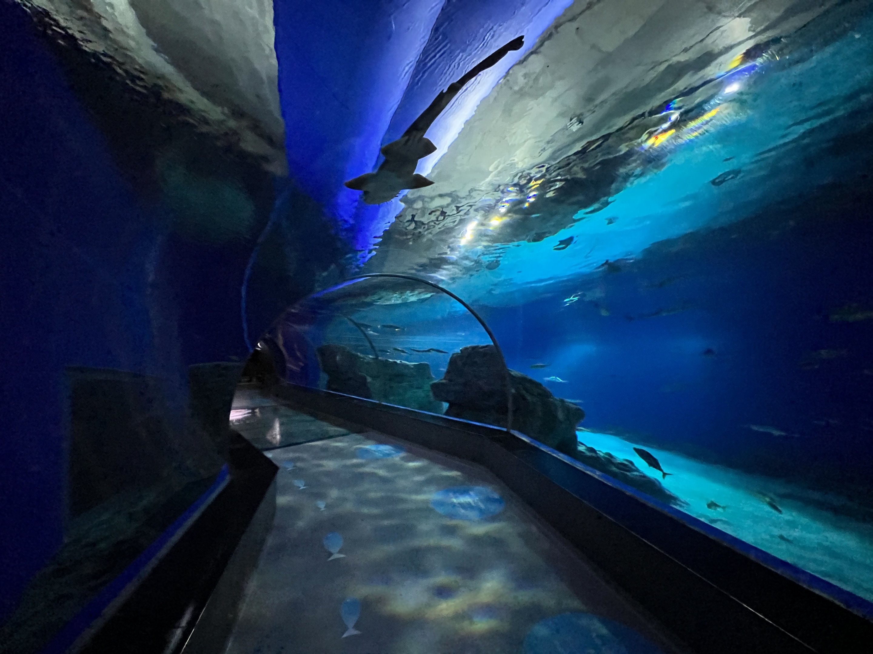 Shark Tunnel