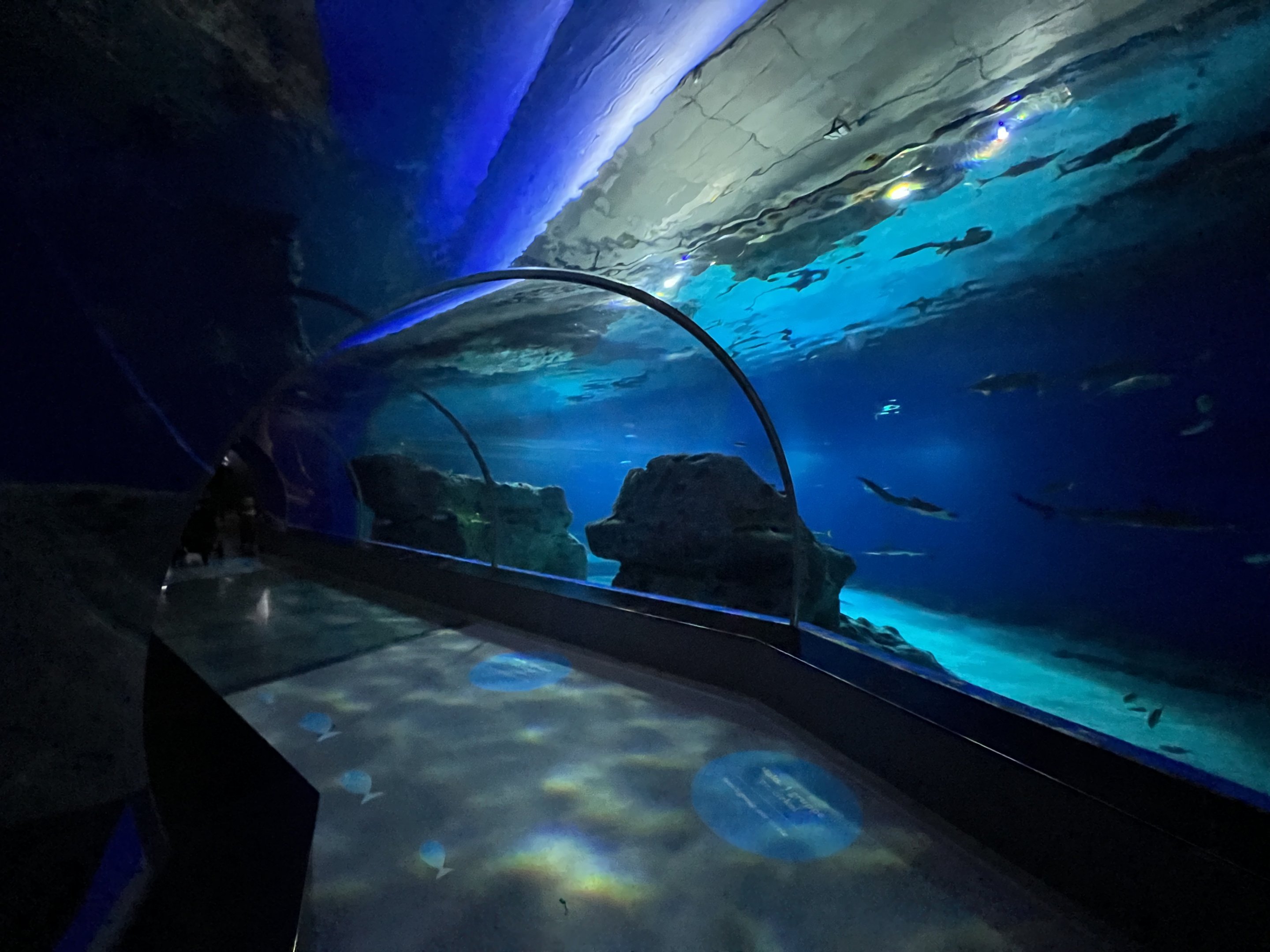 Shark Tunnel
