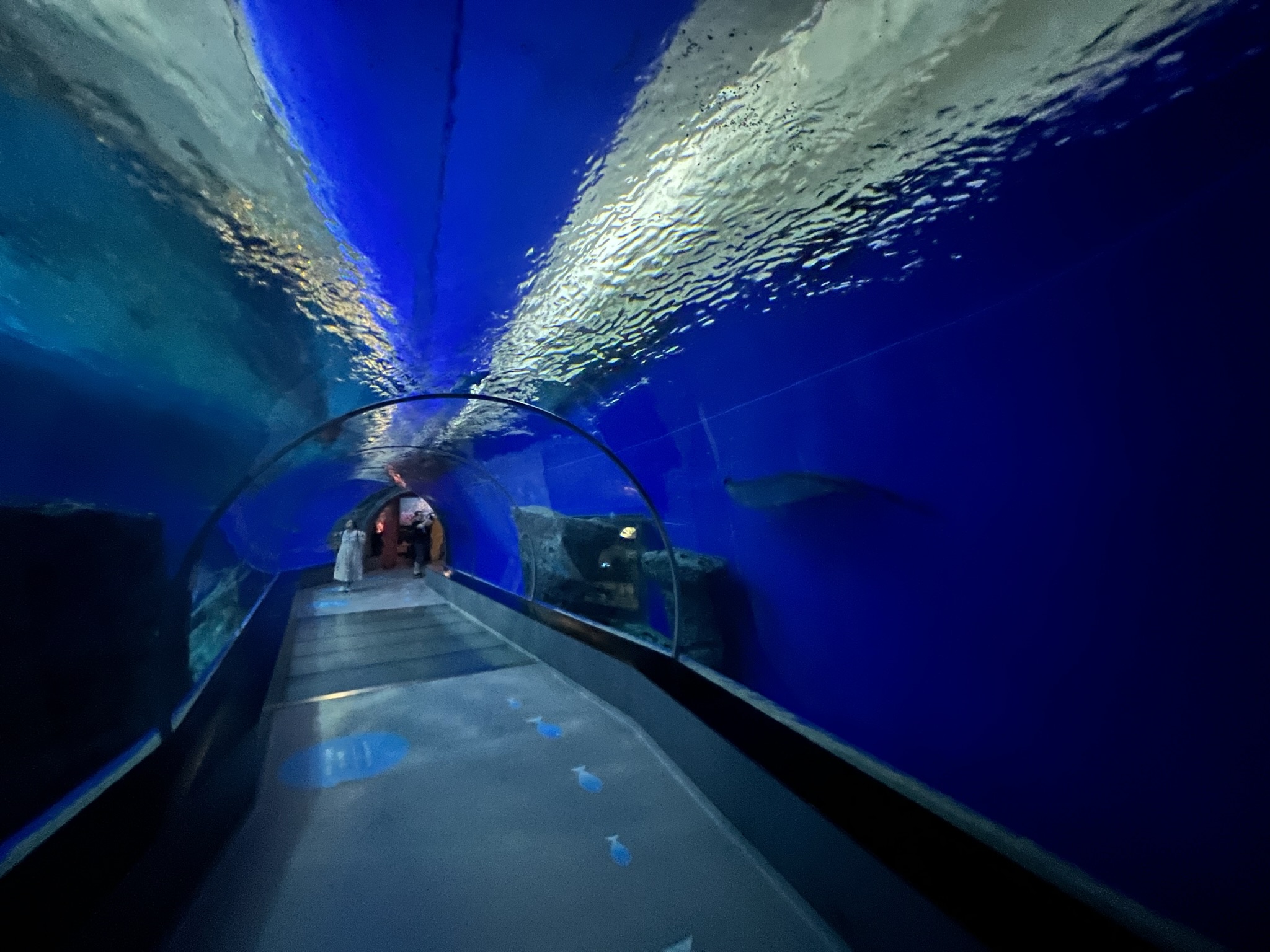 Shark Tunnel