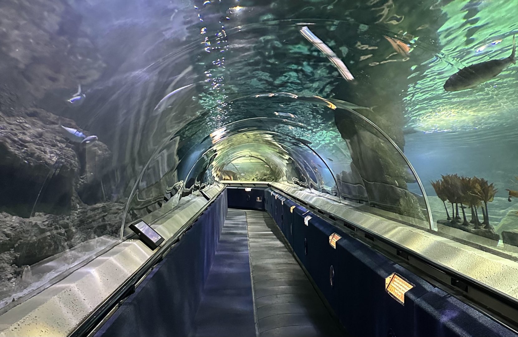 Shark Tunnel
