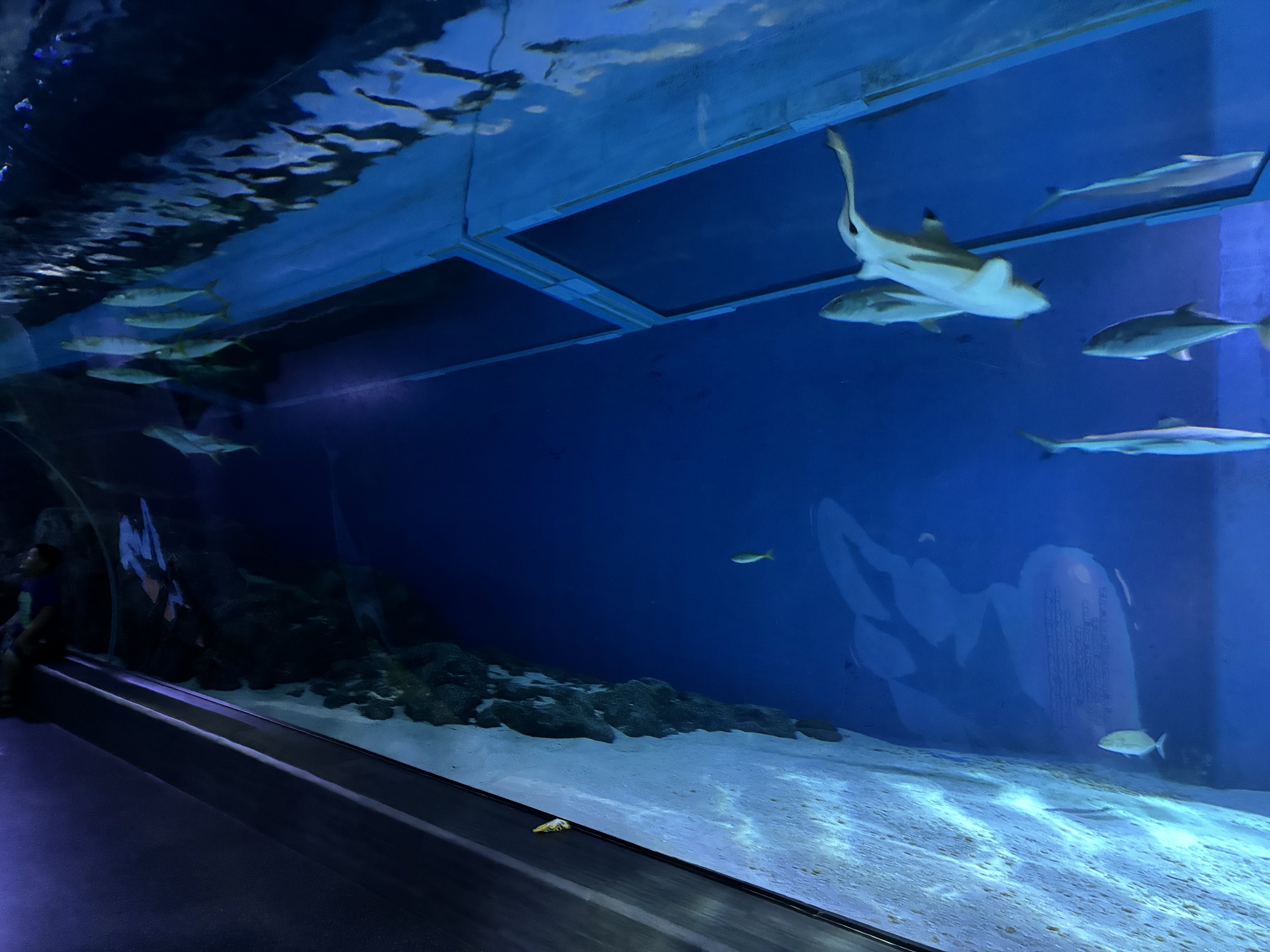 Shark Tunnel