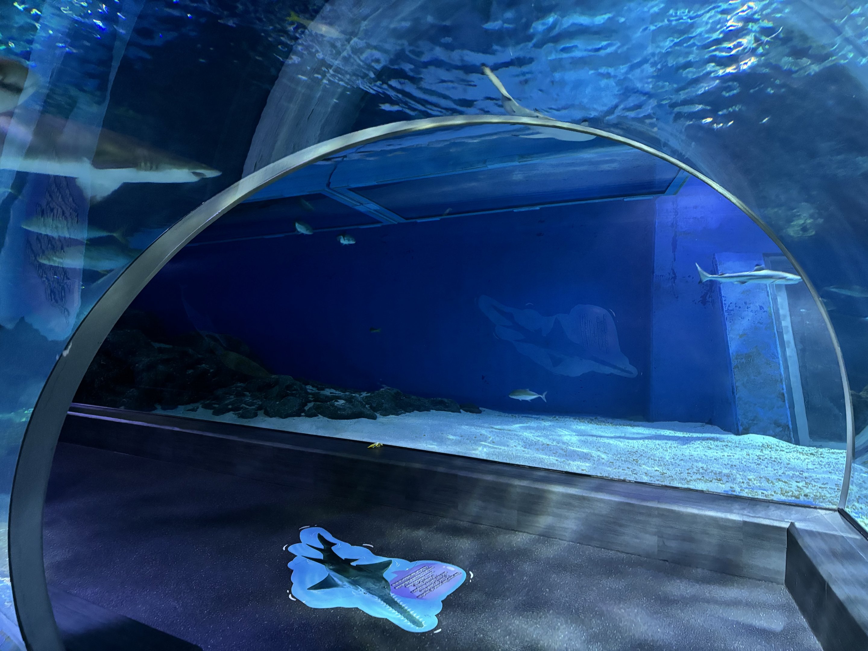 Shark Tunnel