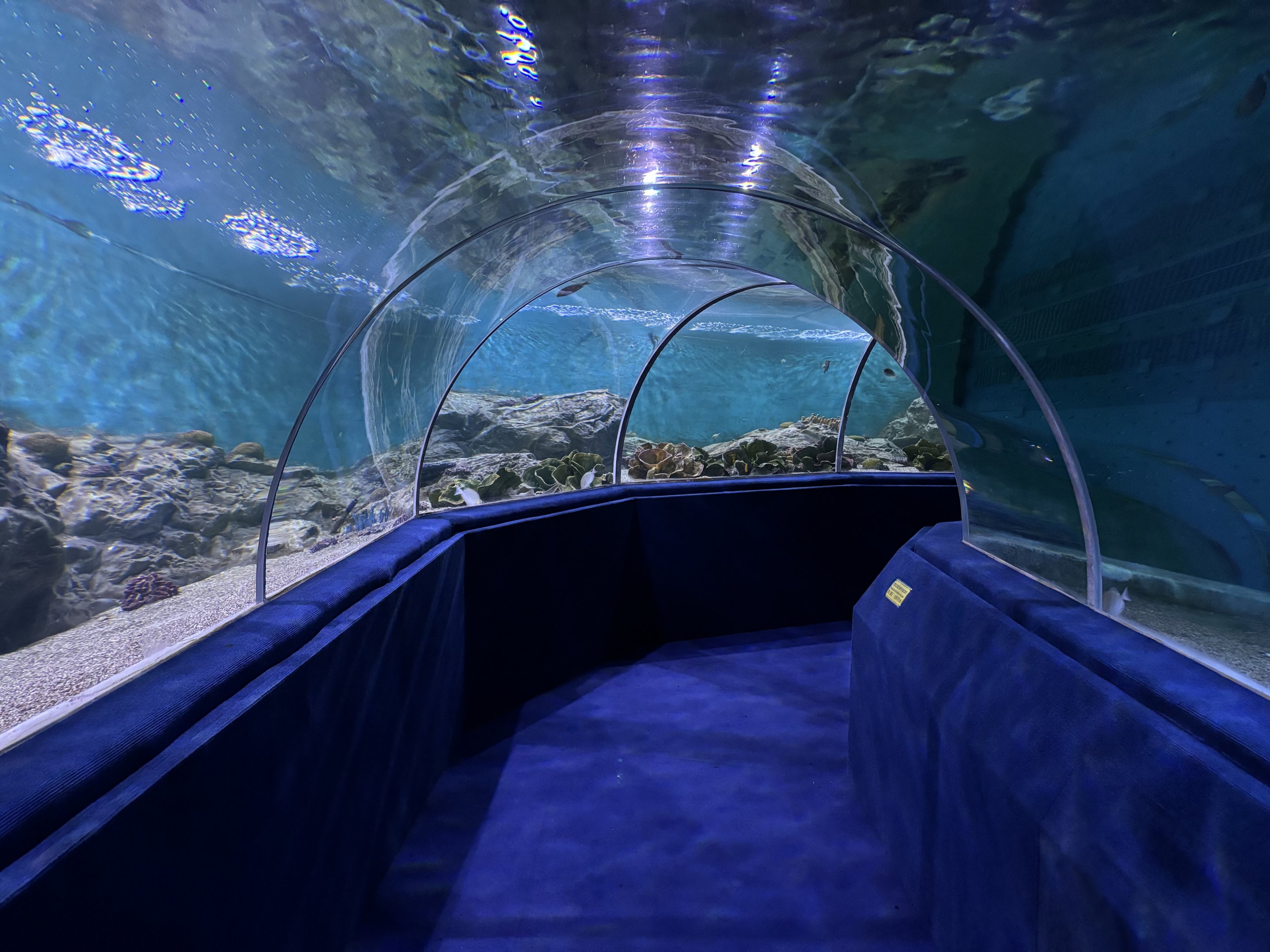 Shark Tunnel